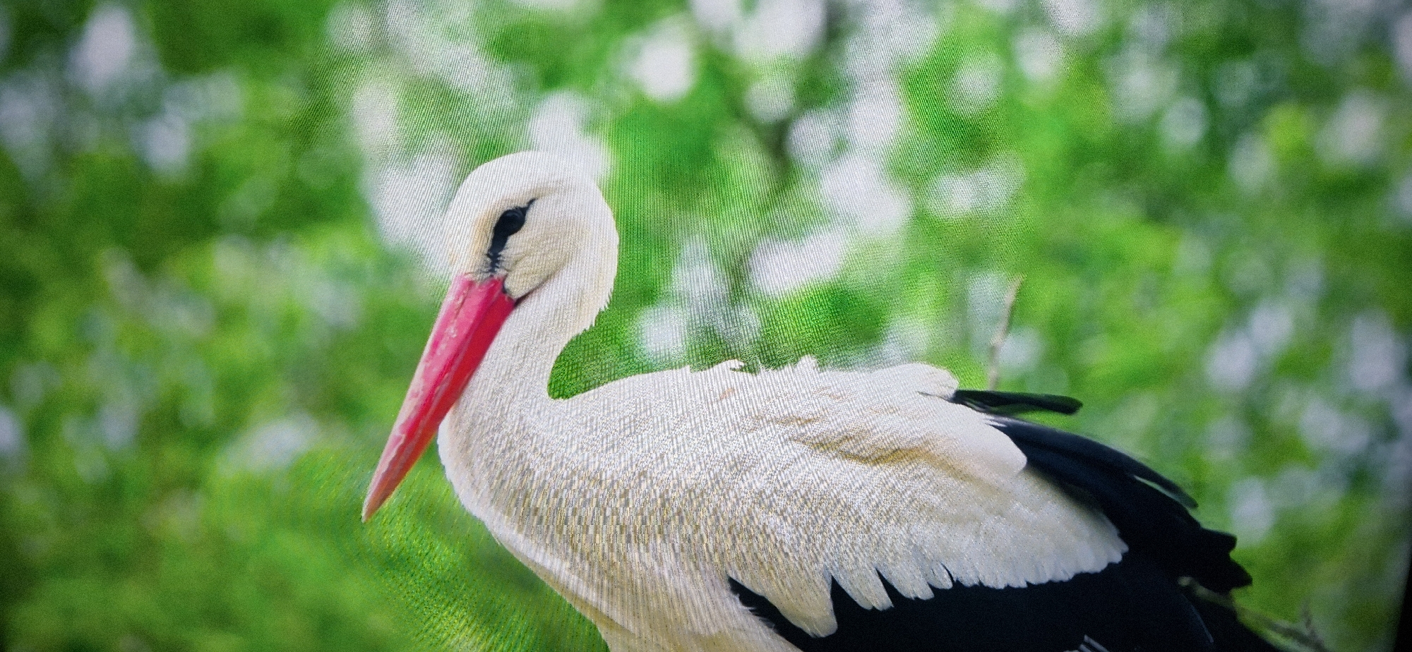 A close-up, side-profile shot focuses on the head and upper body of a white stork against a blurred green background of foliage. The stork's white plumage is detailed, with a long, bright red beak and a black eye. The bird is facing left, with its neck gracefully curved. The background consists of soft green circles and bokeh, suggesting a natural, leafy environment. The image has a slightly grainy texture, possibly due to the capture medium.