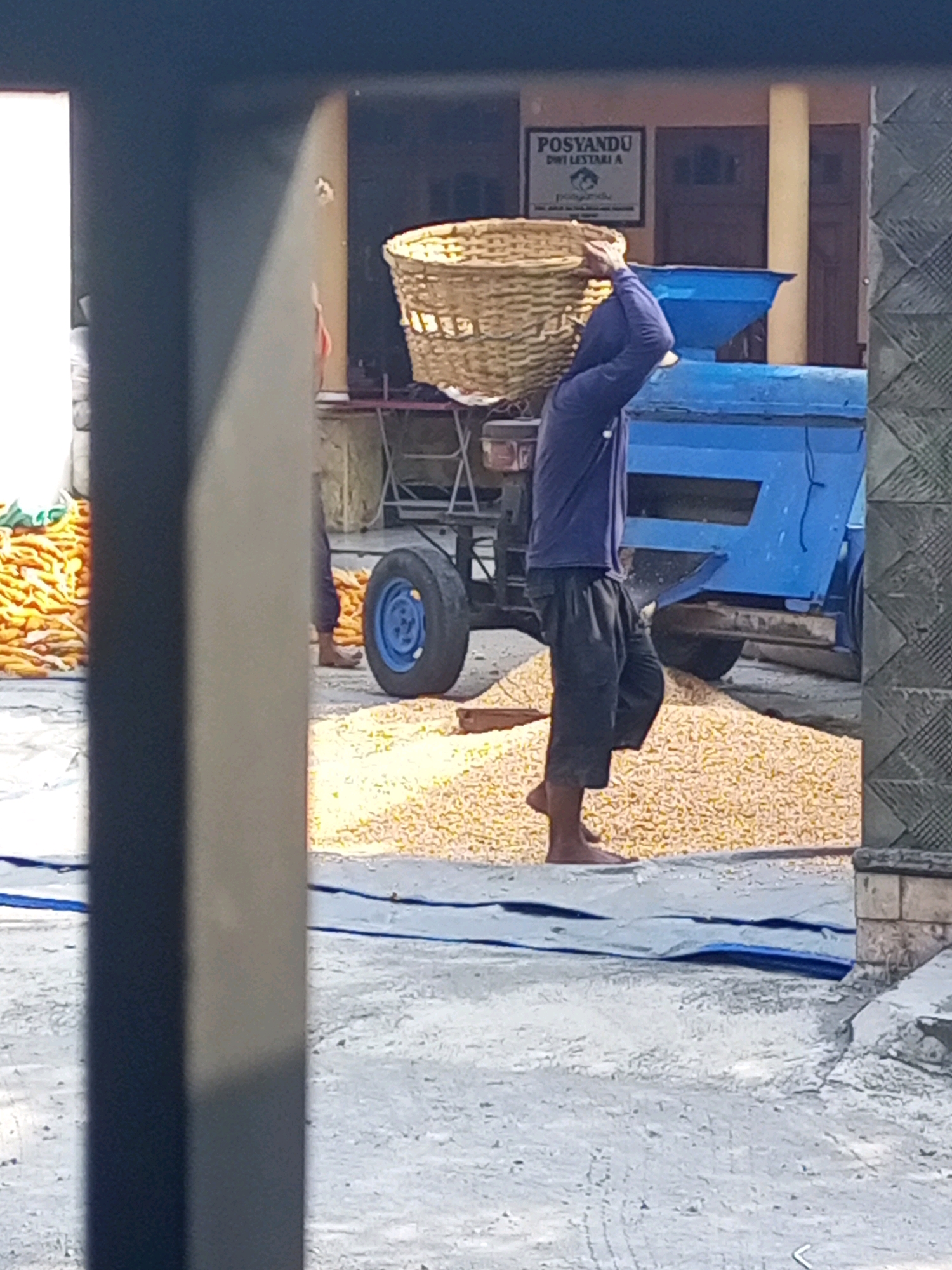 A person in Ngasem, Indonesia is carrying a woven basket full of corn on their head. The person is wearing a dark blue long-sleeved shirt and dark pants. They are barefoot and standing on a blue tarp. In the background, there is a blue machine and a pile of corn. A sign on the wall reads "POSYANDU DWI LESTARI A".
