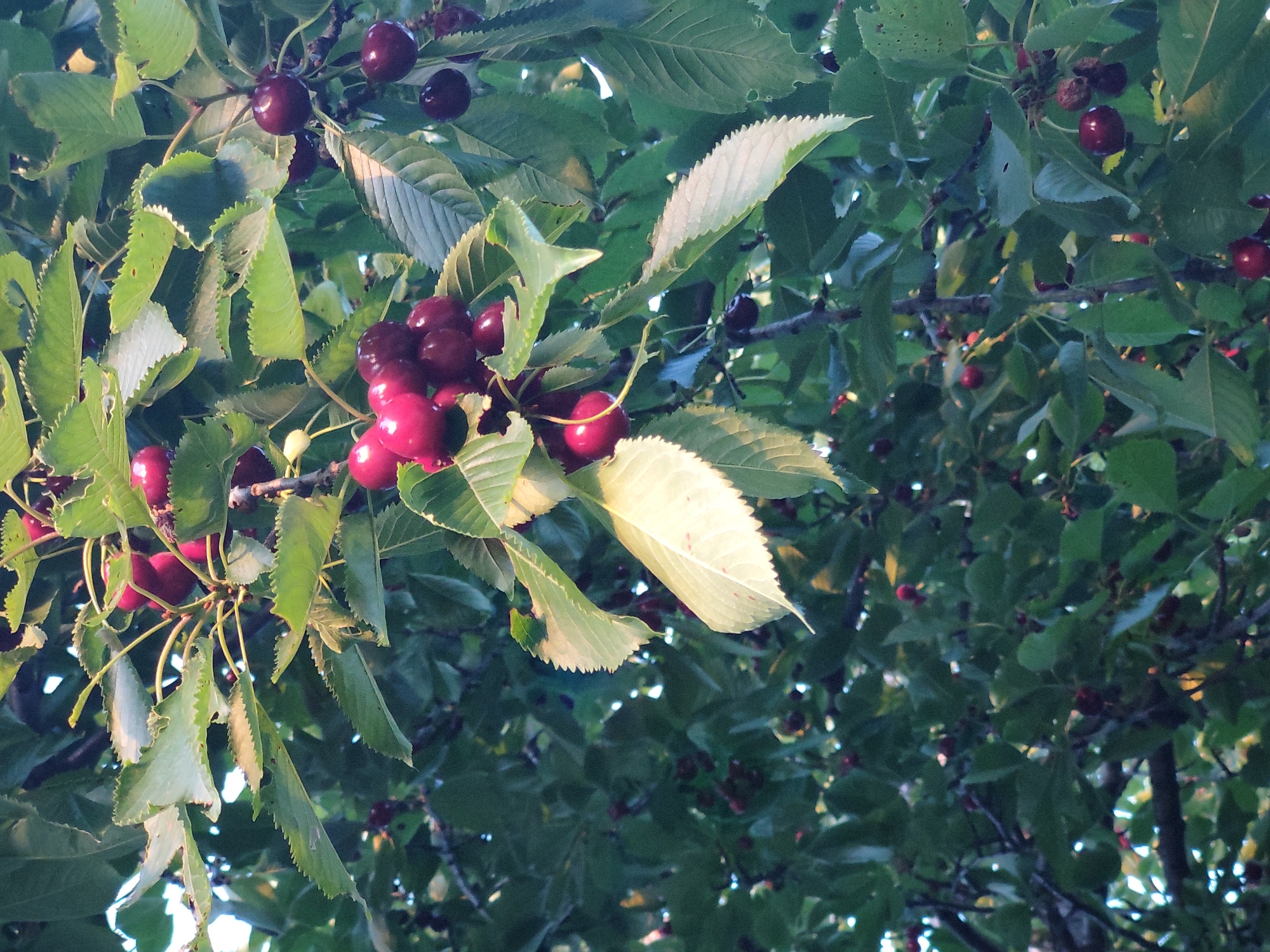 This media file captures a close-up view of a cherry tree laden with ripe, dark red cherries. The image is dominated by the vibrant red fruit and lush green leaves, suggesting a harvest season in progress. The leaves are varied in their presentation, with some appearing healthy and bright green, while others show signs of wear, such as torn edges or lighter, almost bleached-out areas, possibly due to sun exposure or the natural drying process of the foliage. The cherries are clustered together on thin stems, hanging from branches that are partially visible.
The lighting suggests it is either early morning or late afternoon, with soft light filtering through the canopy, highlighting the texture of the leaves and the glossiness of the cherries. The overall impression is one of natural abundance and the beauty of a fruit-bearing tree.
The scene is set in Kochmar, Bulgaria, a location cue that can evoke thoughts of rural landscapes and agricultural traditions. There is no visible text in the image. The focus is entirely on the natural elements, creating a serene and slightly rustic atmosphere. The composition draws the viewer's eye to the clusters of cherries, emphasizing their ripeness and the bounty of the tree.