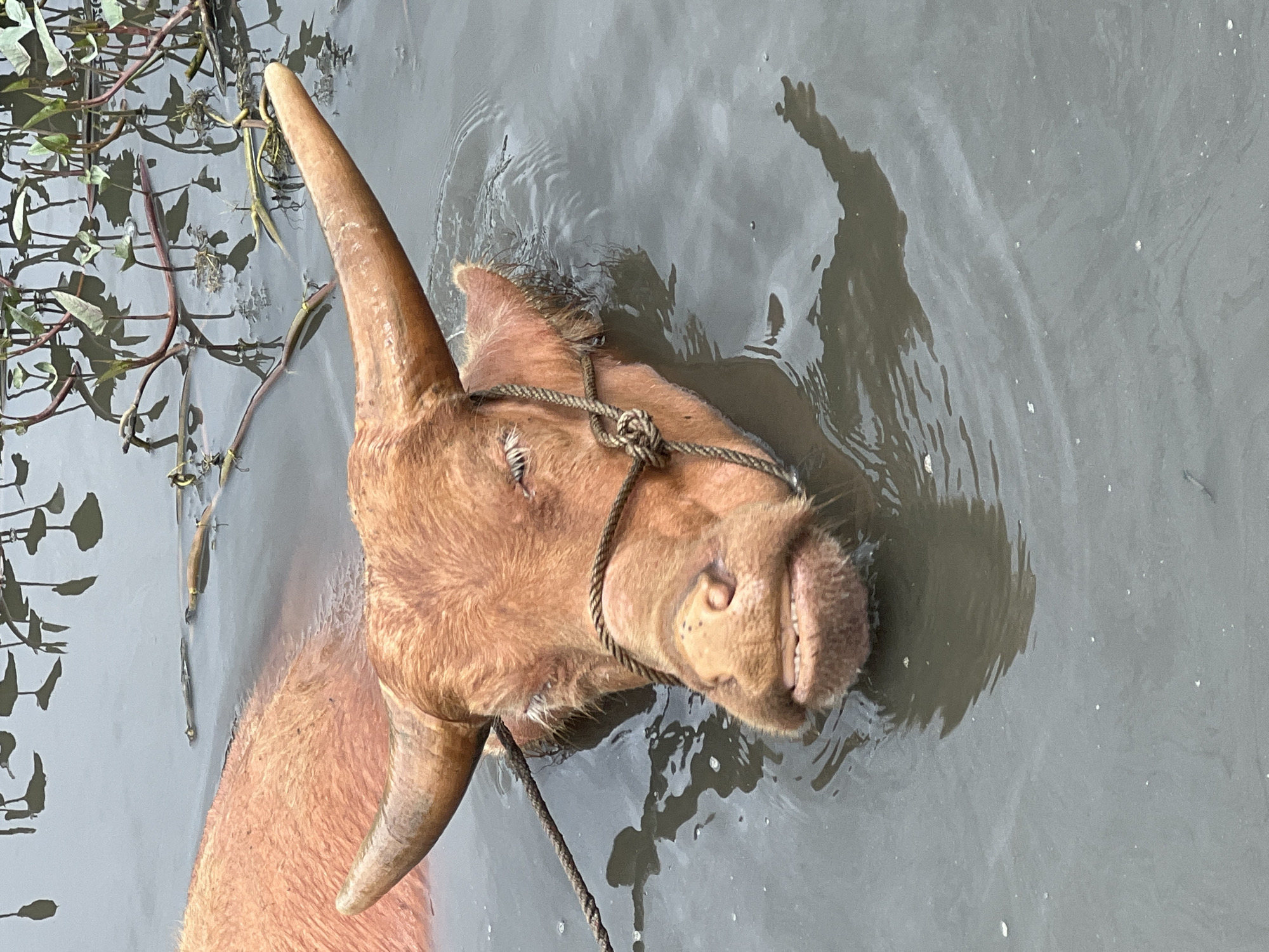 An albino water buffalo, with light brown fur and prominent horns, is partially submerged in murky water, its head and upper neck visible. The buffalo is wearing a rough rope halter, tied around its muzzle and horns. Water plants with green leaves and thin stems float on the surface of the water, casting shadows. The image appears to have been taken outdoors in a natural body of water. The location is the city of Hoi An, Vietnam, where water buffalo are commonly found in rural areas, often used for agricultural work or allowed to roam in the water.