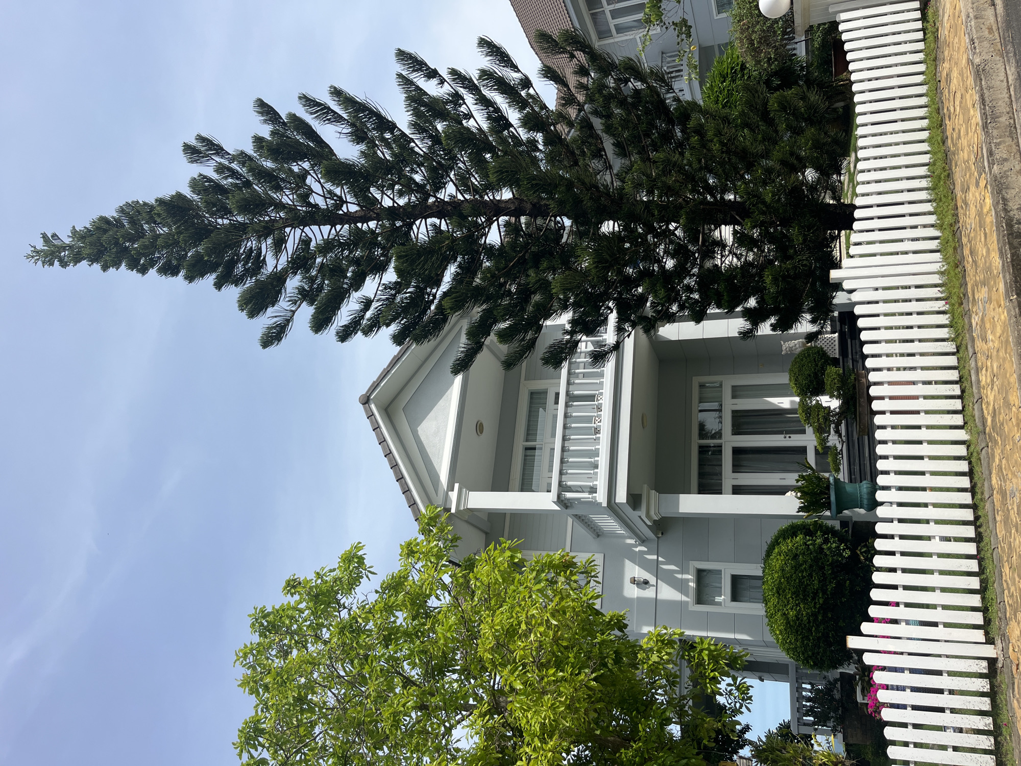 The image depicts a modern two-story house with light gray siding and white trim, situated in Phu Thuy Ward, Vietnam. A white picket fence runs along the front of the property, separating it from a yellow brick pathway and a concrete curb. Two mature trees are prominent: a leafy green tree on the left, and a tall, dark green pine tree on the right, dominating the center of the frame. The house features a balcony on the second floor with white railings and pillars. Large windows and glass doors are visible on the ground floor, and a smaller window is present on the upper level. The sky above is clear blue with faint wisps of clouds. Lush green bushes and potted plants are visible in the garden. The overall scene suggests a well-maintained residential property on a clear day.