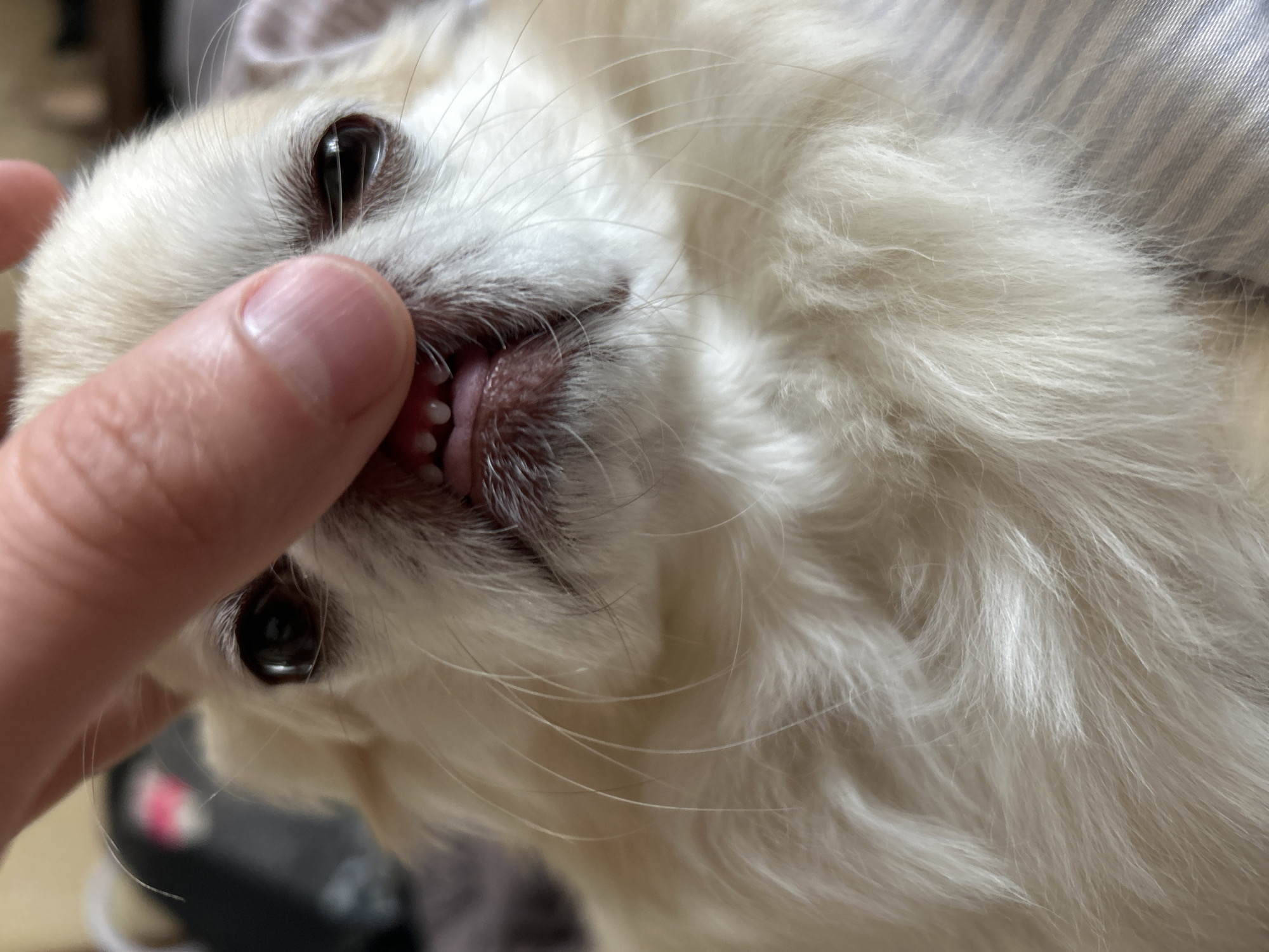 A close-up, eye-level, indoor shot focuses on the snout of a small, fluffy, light-colored dog. A person's finger is gently pulling back the dog's upper lip, revealing its lower teeth. The dog's eyes are dark and round, with its nose appearing slightly pinkish. The background is blurred, but appears to be a textured surface with stripes, possibly bedding. The image is well-lit, highlighting the dog's fur and delicate features. There is no indication of the city of Moskovskiy, Russia, in this image.