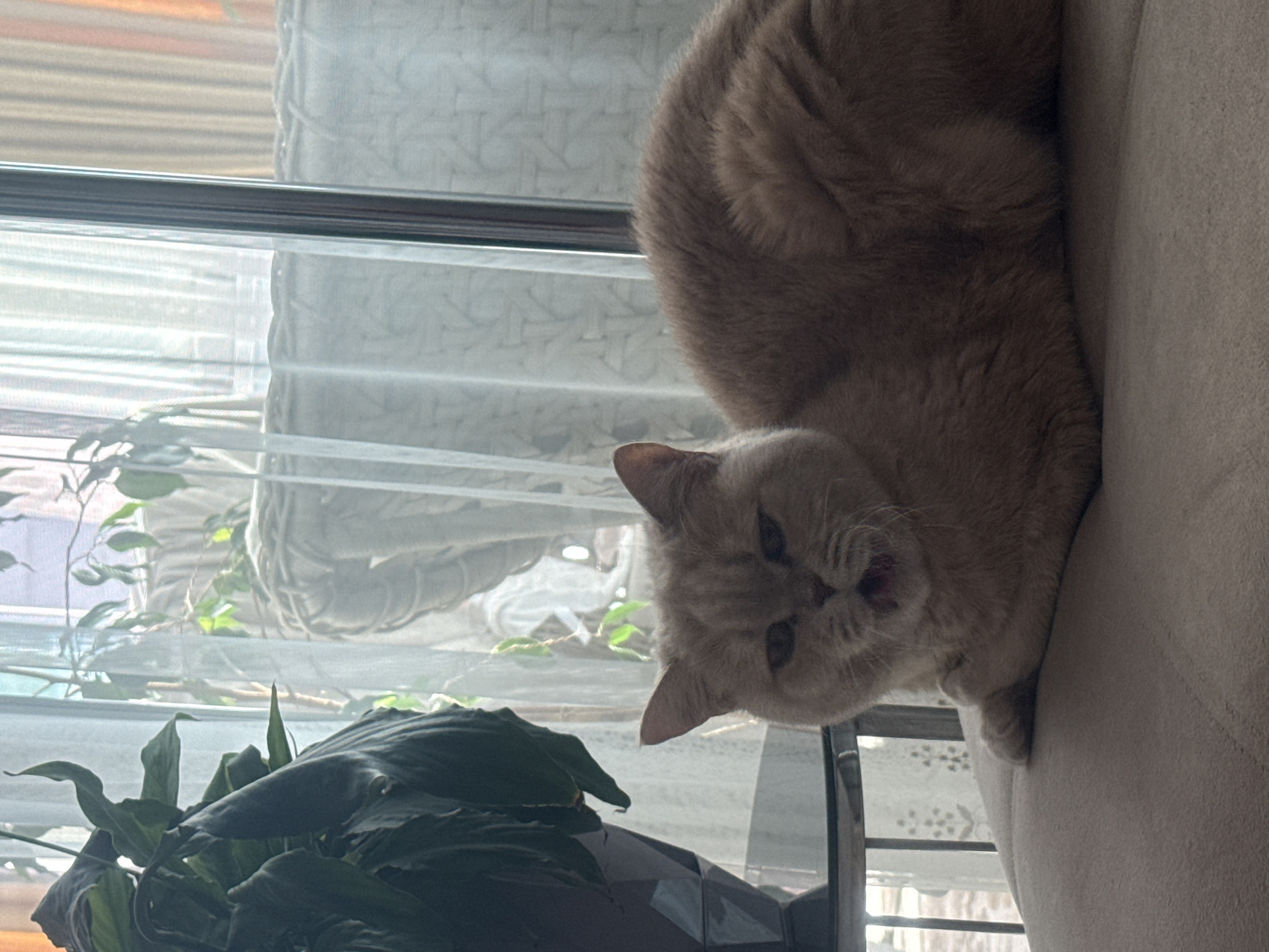 The image, rotated 90 degrees clockwise from its original orientation, features a light-colored, fluffy cat lying on its back or side on a beige upholstered sofa. The cat, which appears to be a cream or light orange British Shorthair, is positioned in the upper right quadrant of the image. Its face is turned towards the viewer, with its mouth slightly open, revealing a pink tongue, suggesting it might be meowing, yawning, or caught in a playful moment. One of its ears is visible, pointed upwards.
Behind the cat and spanning the left side of the frame is a window, letting in bright, diffused daylight. White sheer curtains or blinds cover the window, softening the incoming light. Through the window, glimpses of outdoor greenery and some darker structural elements, possibly window frames or railings, can be seen.
In the lower left foreground, a dark green leafy plant, possibly a Peace Lily, is visible in a pot, partially obscuring the window view. The setting appears to be an indoor space, likely a living room, illuminated by natural light during the daytime. The cat looks relaxed and expressive. There is no visible text in the image.
