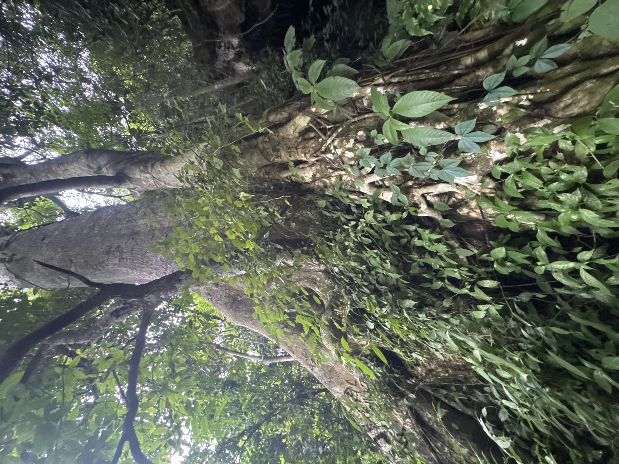 This image depicts a low-angle view of the massive, gnarled trunk and exposed root system of a large tree. The tree is heavily overgrown with various types of green foliage, including vines and smaller plants that cling to its bark. The texture of the bark is rough and deeply grooved. The surrounding environment appears to be a dense forest or jungle, with sunlight filtering through the canopy, creating dappled lighting on the tree. The overall impression is one of ancient growth and lush, untamed nature. The image does not contain any people or specific landmarks identifiable as being in the city of Mai Chau, Vietnam.