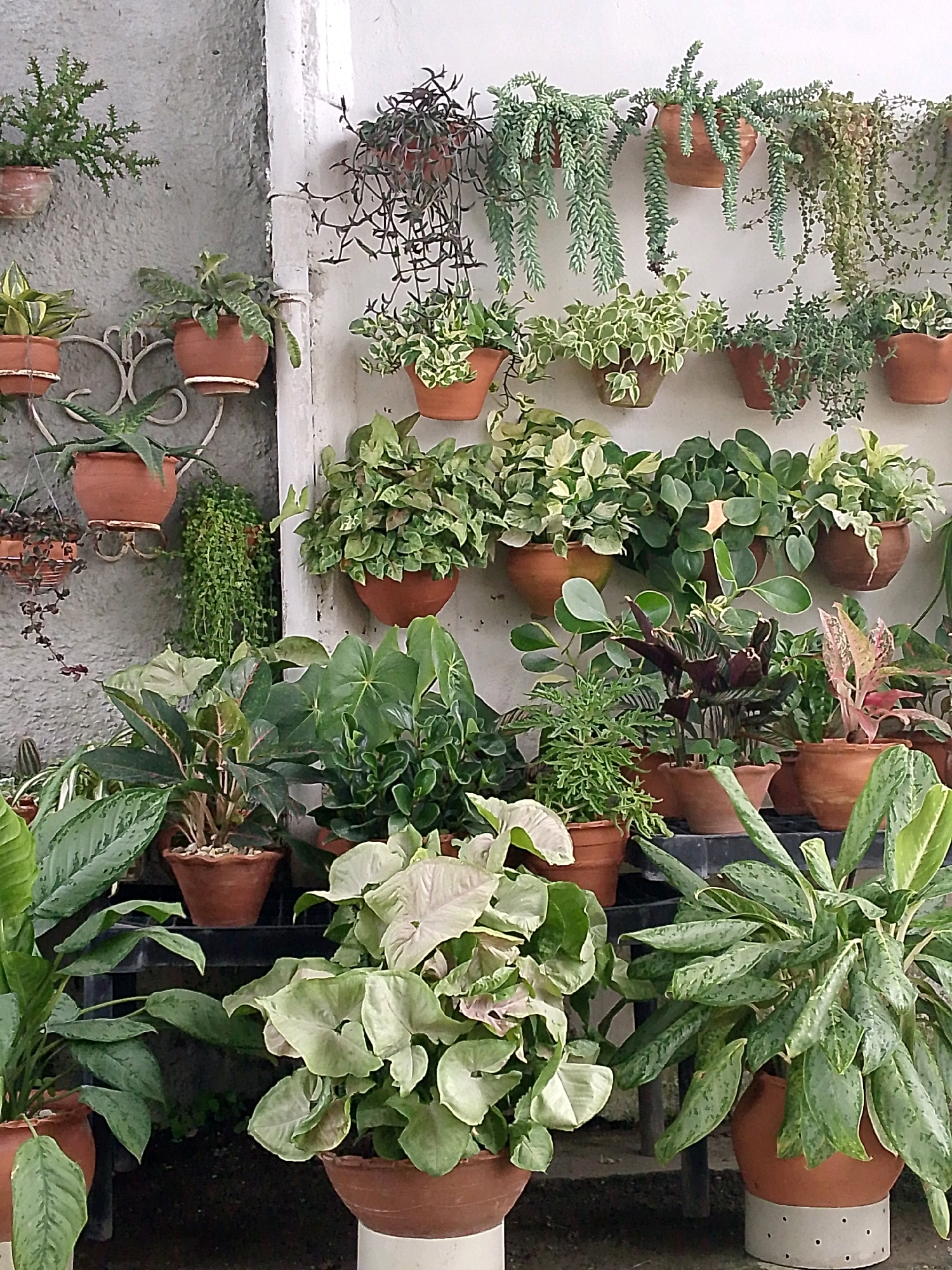 The image shows a collection of potted plants displayed against a textured gray wall and a white vertical structure, possibly a pipe or drainpipe. The plants are arranged at different heights, with some hanging and others sitting on shelves or directly on the ground.
The subjects are numerous plants, primarily green, with varied leaf shapes and growth habits. Some are trailing or cascading, creating a lush, overgrown effect. Others are more upright and bushy. The pots are predominantly terracotta or brown, with some darker colored pots visible.
The scene depicts an outdoor setting, likely a patio, courtyard, or garden area, given the presence of the wall and the abundance of plants. There is no apparent activity or event taking place, as the image focuses solely on the static arrangement of the plants.
Notable details include the variety of textures in the leaves, from delicate, thin leaves of the trailing plants to broader, more substantial leaves of others. Some plants have variegated foliage with white or light green markings. The lighting suggests it could be daytime, with diffused light, hinting at overcast weather or shade. There are no visible signs of people. No text is present in the image. The overall impression is one of a well-curated and abundant plant collection.