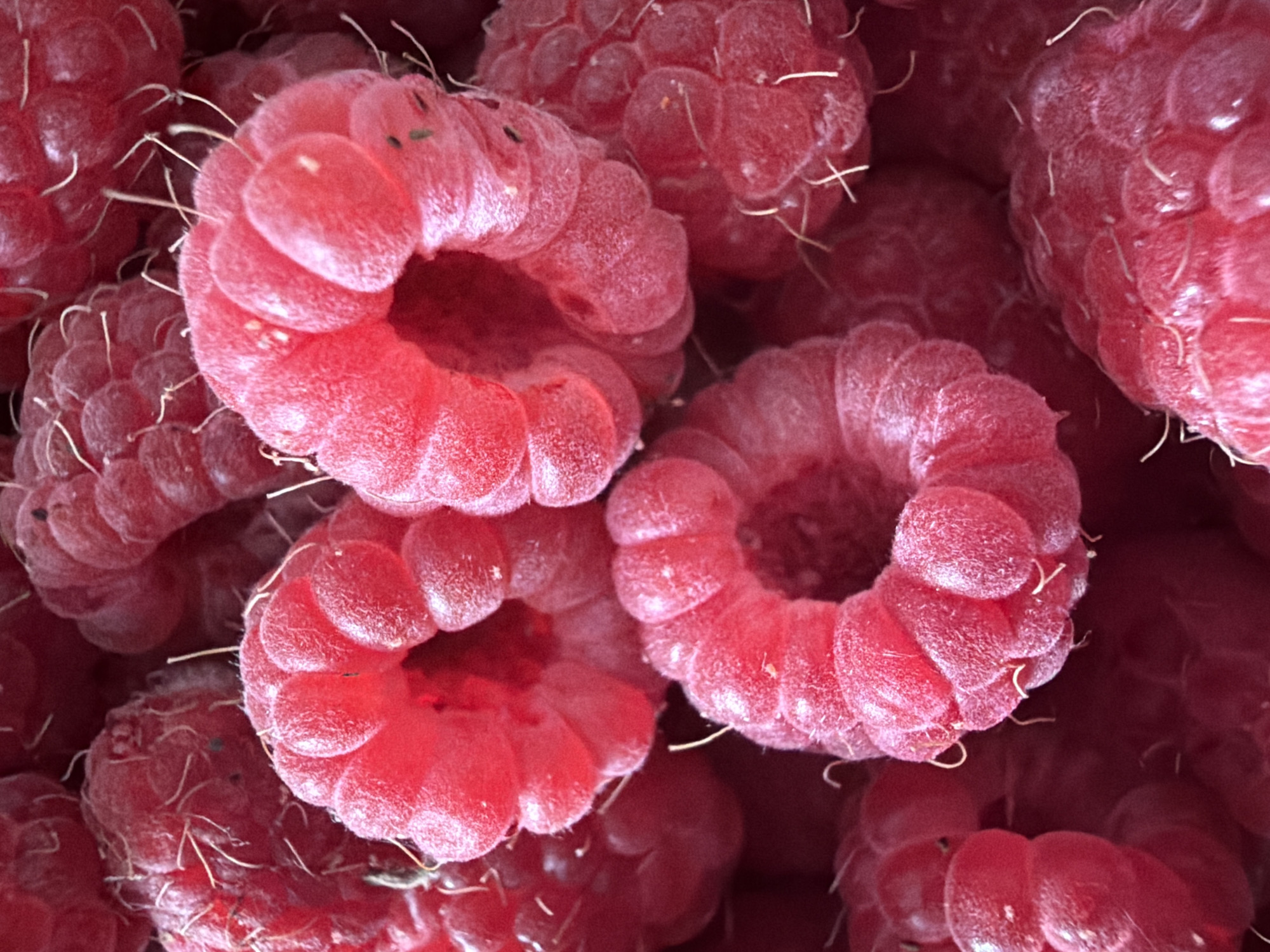 The image is a close-up, overhead shot of ripe raspberries. The berries are a vibrant pinkish-red and have a fuzzy texture with visible fine hairs. The focus is on the individual drupelets that make up each raspberry, some of which appear slightly squashed or softened. The lighting highlights the contours and textures of the fruit, creating a sense of depth. The background is a blur of more raspberries, suggesting a larger collection. There is no visible indication of a specific location in Irkutsk, Russia, or any people, actions, interactions, or environmental details beyond the raspberries themselves.