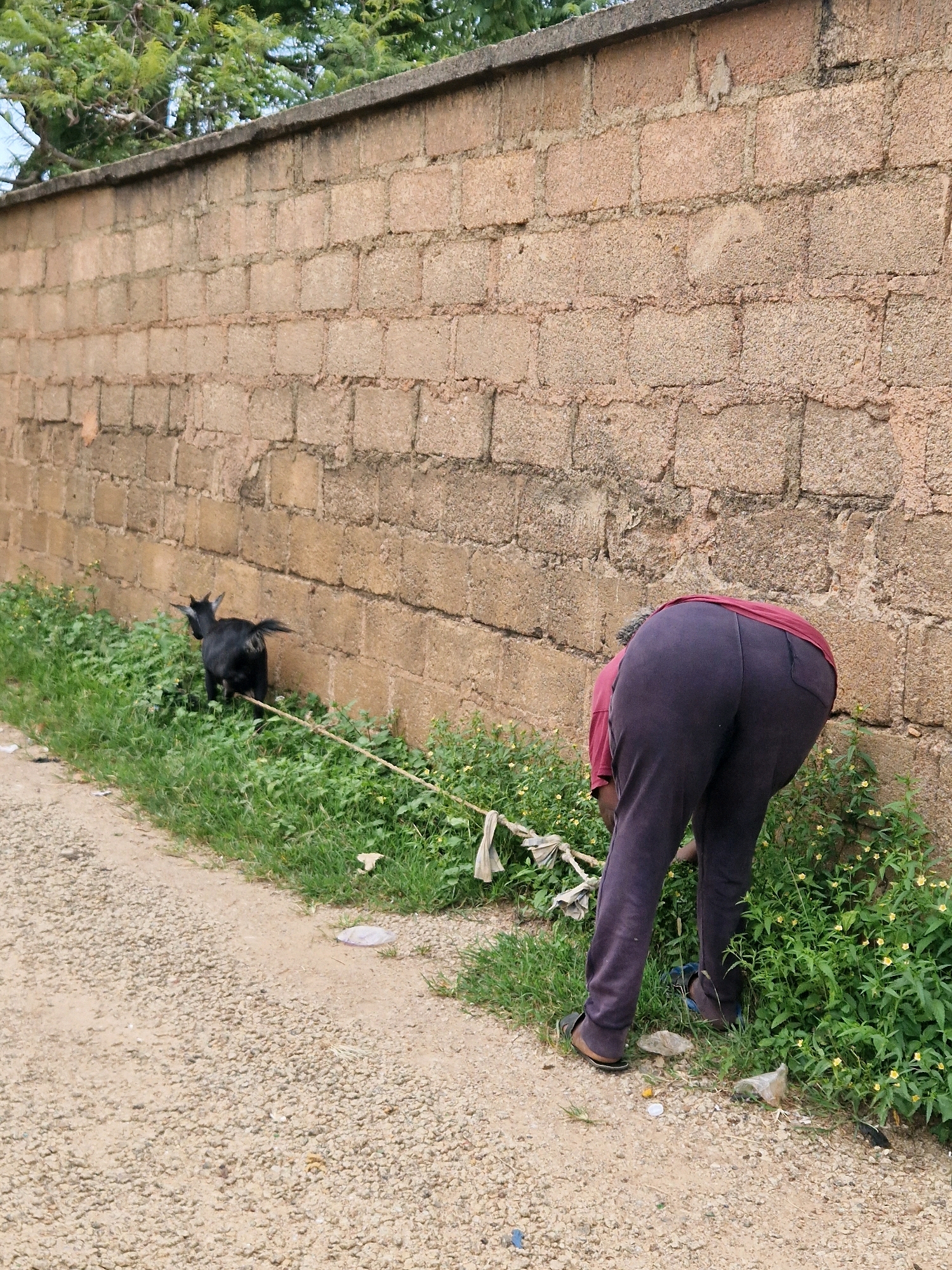 A person wearing dark pants and a red shirt is bent over in front of a brick wall, appearing to attend to a black goat tethered by a rope. The goat is facing away from the person and towards the wall, standing on a patch of grass and vegetation. The ground in the foreground is a gravel path. Trees are visible above the wall in the background. The scene appears to be outdoors, possibly in a rural or semi-urban area.