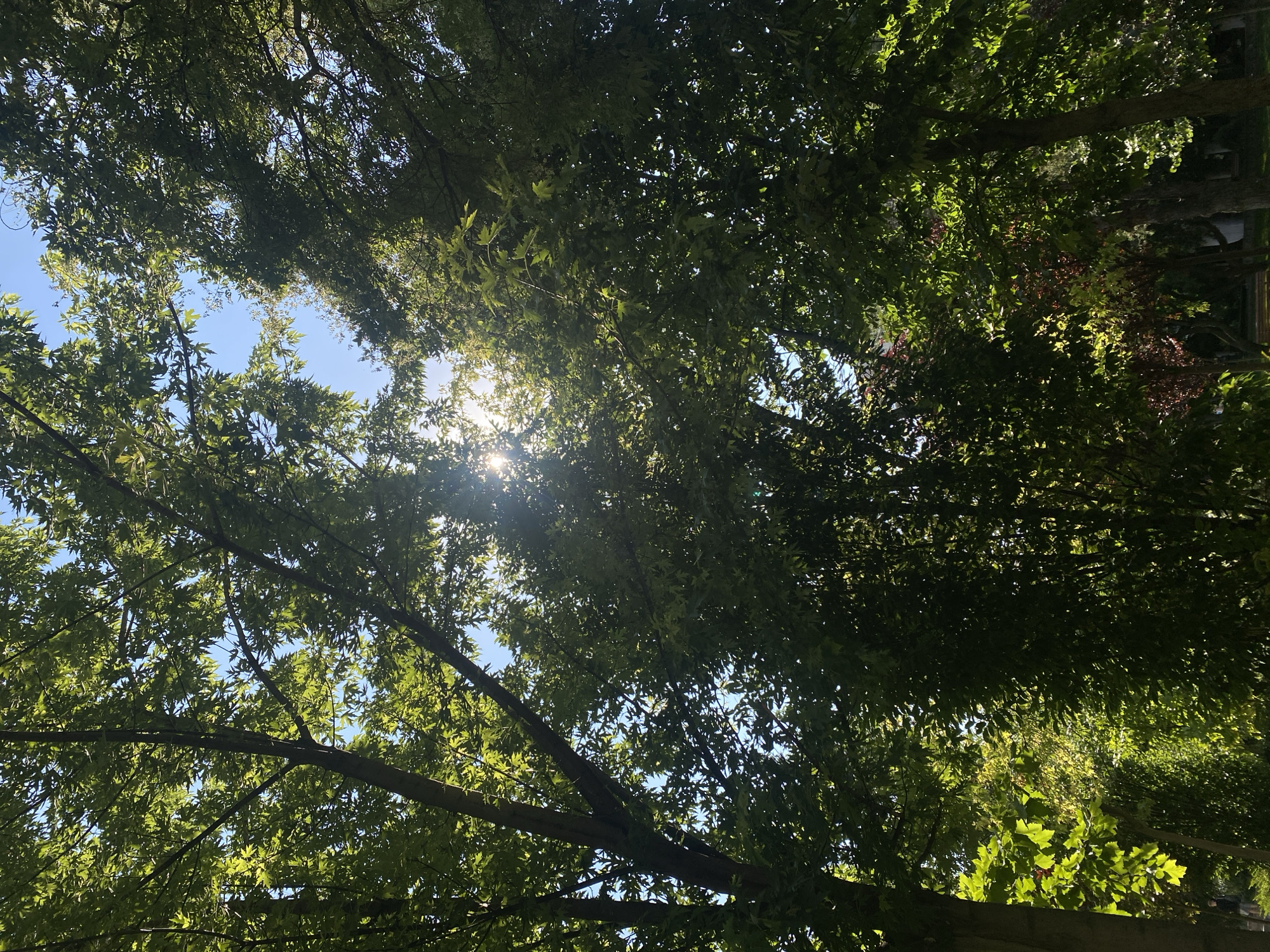 The image depicts a view looking upwards through the canopy of lush green trees on a sunny day. Sunlight filters through the dense foliage, creating bright spots and dappled light against a clear blue sky. The branches of several trees are visible, with their leaves dominating the frame. In the lower left corner, a person with dark clothing is walking away from the camera on a path bordered by greenery. The scene suggests a park or a tree-lined avenue within a city. This scene is located in the vicinity of Copou Park in Iași, Romania, known for its abundant trees and green spaces.