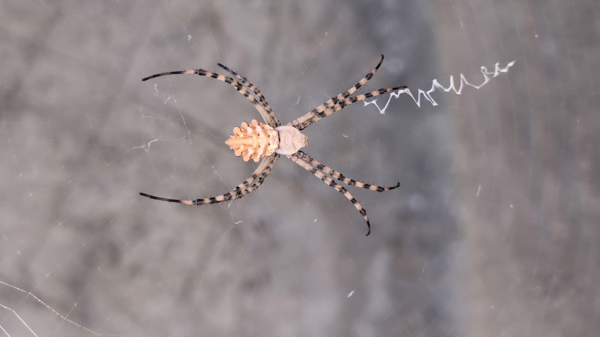 An overhead shot captures a banded garden spider on its web, which is suspended against a mottled grey background. The spider, positioned centrally, displays a striking pattern of black and yellow bands on its legs and abdomen. Its dorsal side features a prominent, ridged, peach-colored structure, likely the abdomen, with a lighter, cream-colored cephalothorax below. The spider's legs are spread wide, creating a symmetrical pose on the web. A delicate, white, zig-zagging silk structure is visible hanging below the spider. The image is an outdoor shot, potentially in a garden or natural setting within the city of Izmail, Ukraine, given the context.