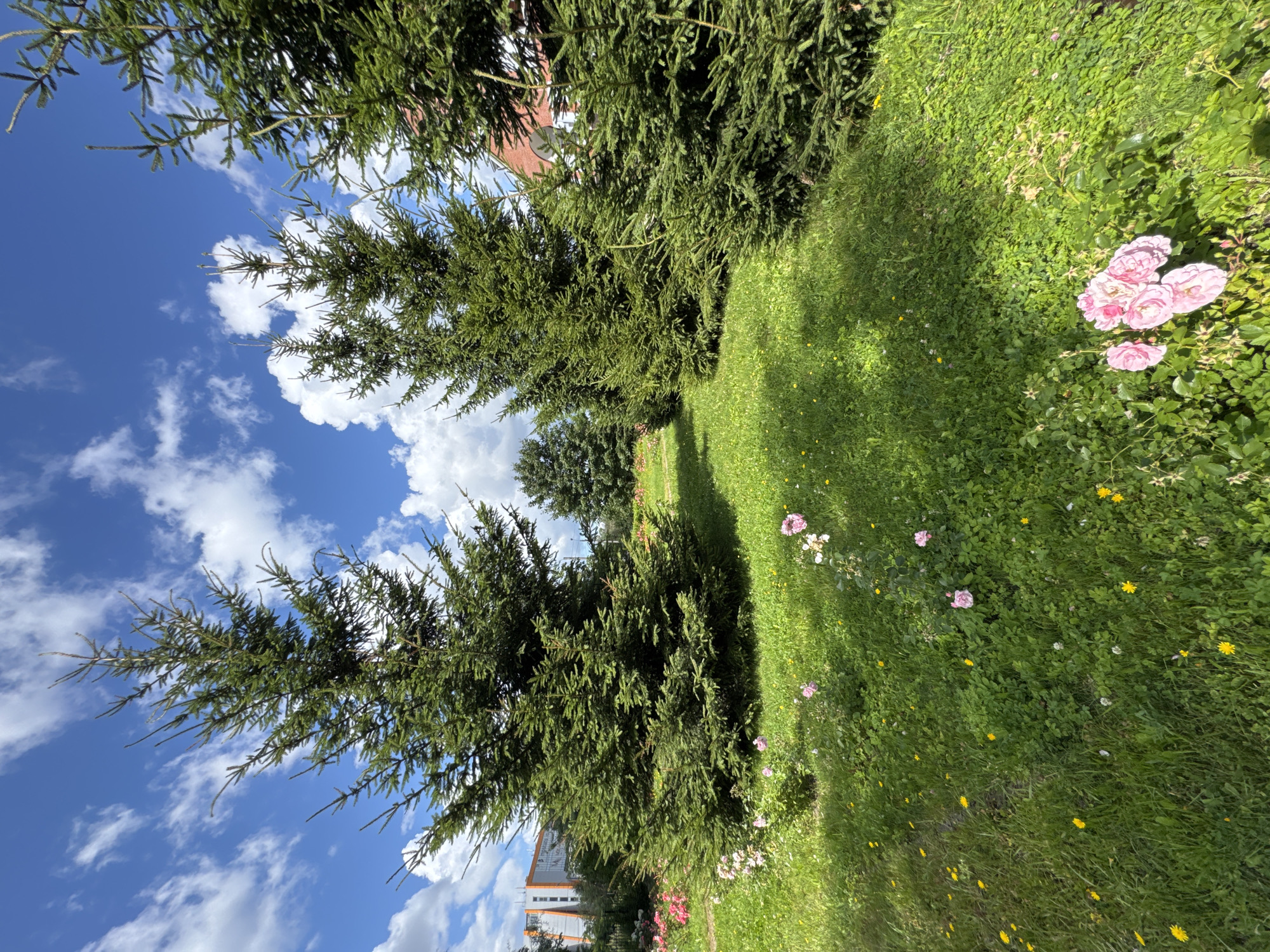 The image depicts a park area with several mature fir trees and a patch of green grass. In the foreground, a cluster of pink roses is in bloom, with scattered yellow wildflowers among the grass. The background reveals a clear blue sky with scattered white clouds, and to the left, a modern building with orange and white accents. The setting is a park in the city of Sinyavino, Russia.