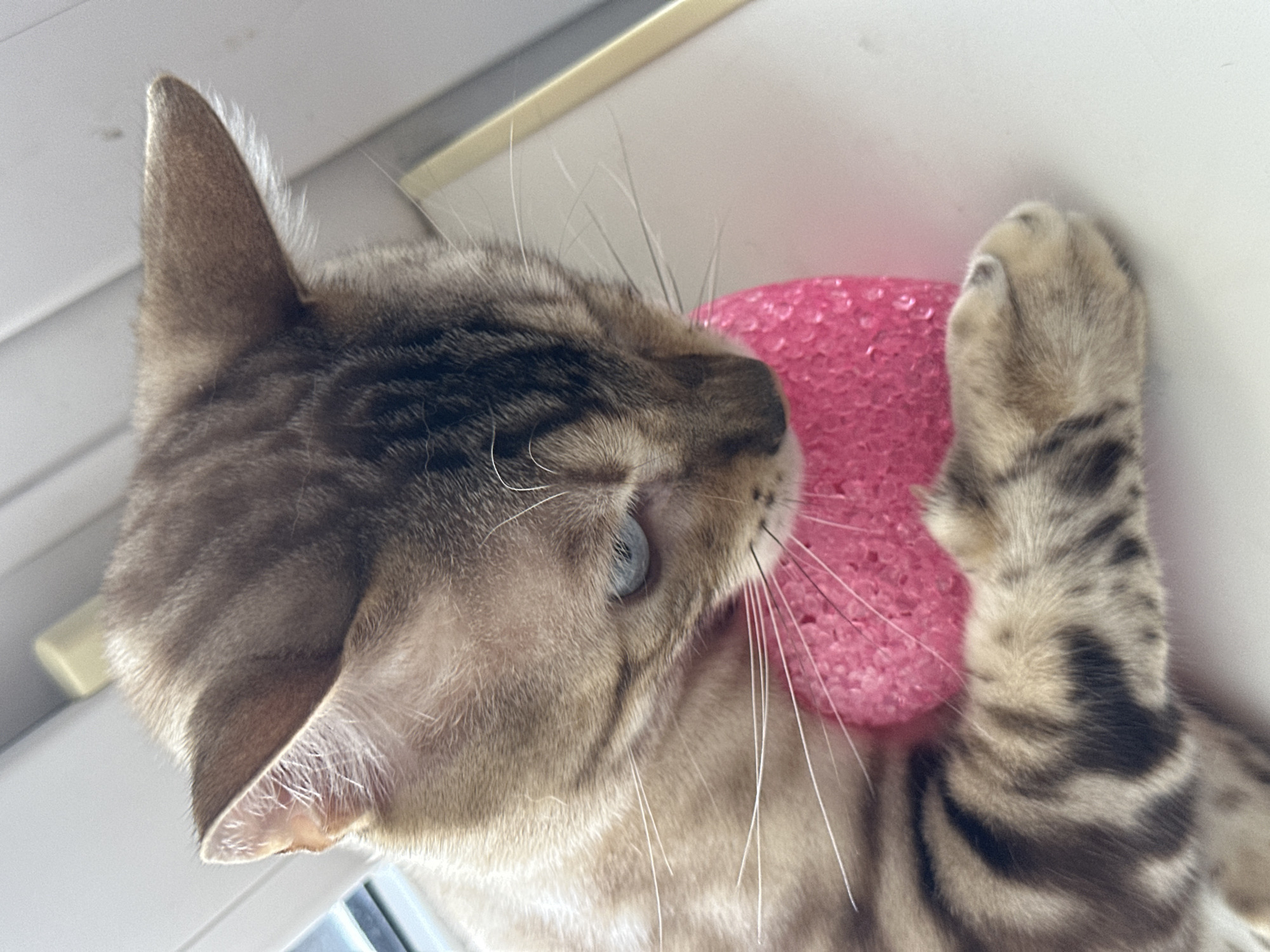 A close-up, eye-level shot shows a brown tabby cat with blue eyes lying down and playing with a bright pink, textured ball. The cat's fur has distinct dark stripes. Its front paws are holding the ball. The background is out of focus, but appears to be a white surface with a window frame visible on the left and a blurred yellowish object on the right. The scene takes place indoors, likely in a residential setting.