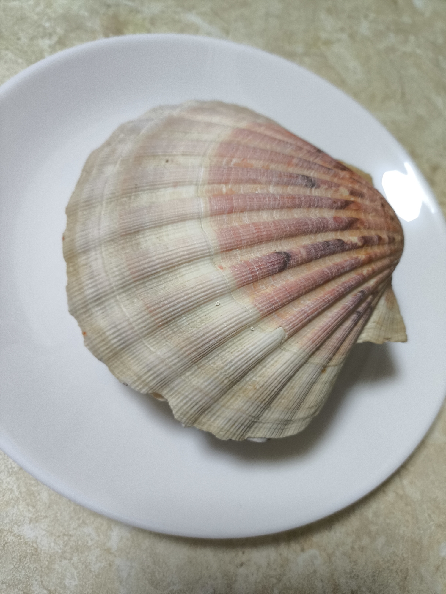 A single scallop shell sits on a white plate, which rests on a surface with a light-beige speckled pattern. The shell is mainly light beige, with pinkish-red hues concentrated towards the right side. It features prominent ribbed patterns that radiate outwards from the hinge area. The scene appears to be indoors under artificial lighting. There is no evidence to suggest that this scene is located in Khimki, Russia, or any specific geographic location.