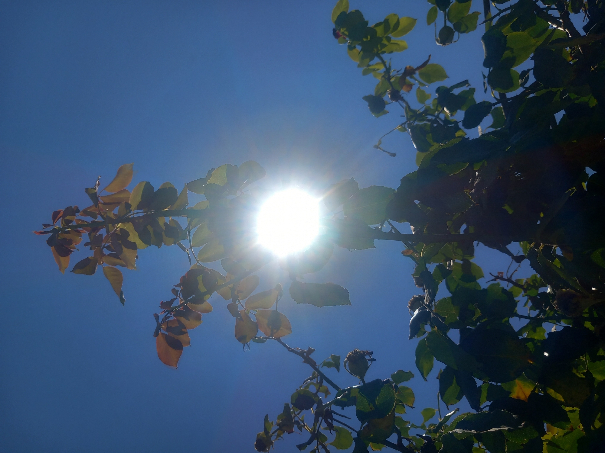 A low-angle shot captures a bright sun shining through the branches and leaves of a rose bush against a clear blue sky. The sun's rays are a prominent feature, creating a lens flare effect and illuminating the foliage. Some of the leaves are tinged with red and yellow, suggesting they may be turning autumnal or are experiencing some sun damage. The rose bush appears to be outdoors, possibly in a garden setting within the city of Άγιος Νεκτάριος, Greece, as indicated by the background of a vivid blue sky. The image is dominated by natural elements, with no people or man-made structures visible. The overall impression is one of natural beauty and the intense power of the sun.