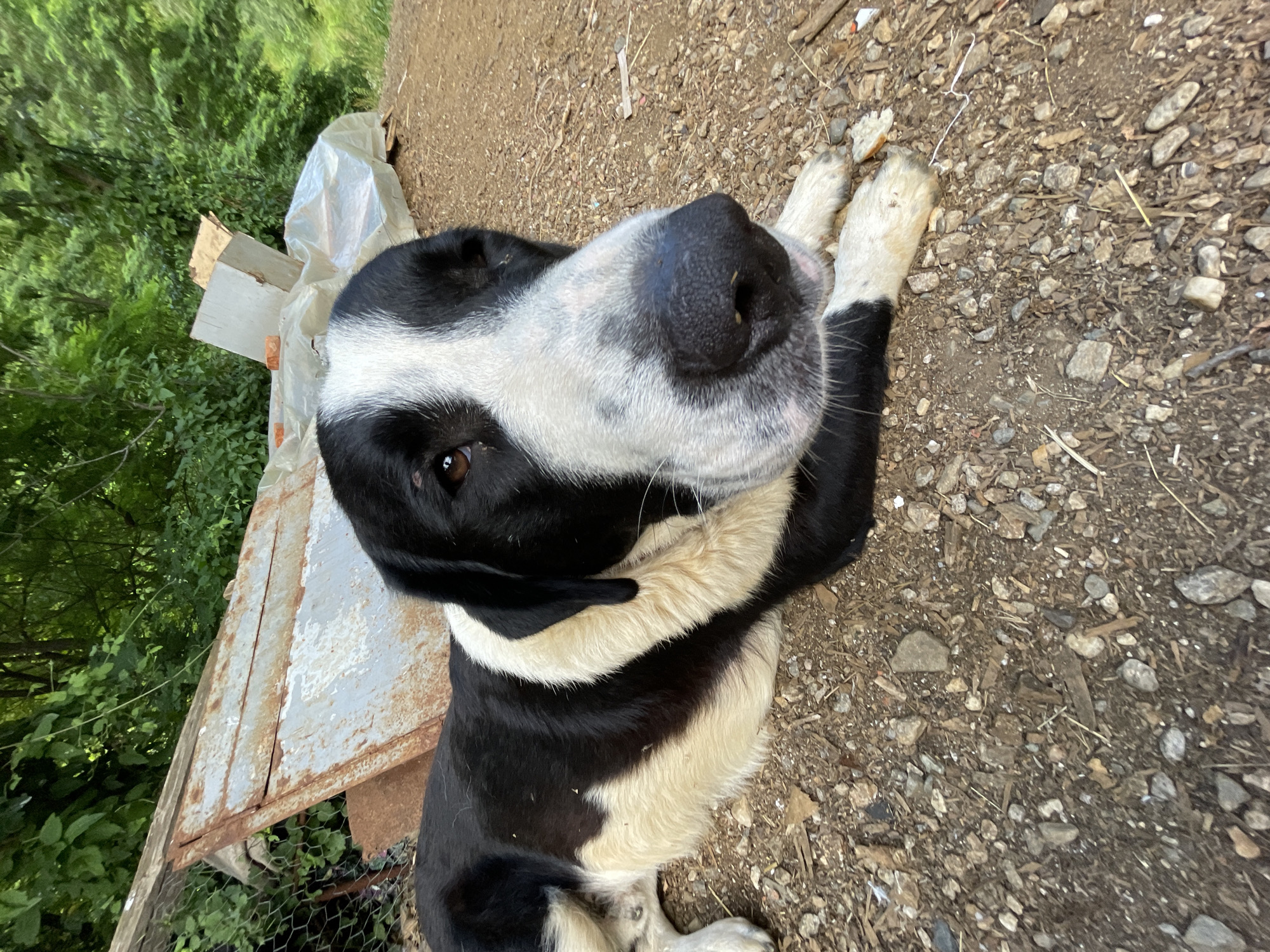 A black and white dog is lying on a dirt ground with scattered rocks and debris. The dog is in the foreground, with its head close to the camera. Its fur is black and white, with a white band around its neck. The dog's eyes are brown and it appears to be looking at the camera. In the background, there is a pile of rusty metal, some white plastic sheeting, and green foliage. The environment suggests an outdoor, possibly rural or abandoned area. There are no people visible in the image. The location is identified as Zlatograd, Bulgaria.