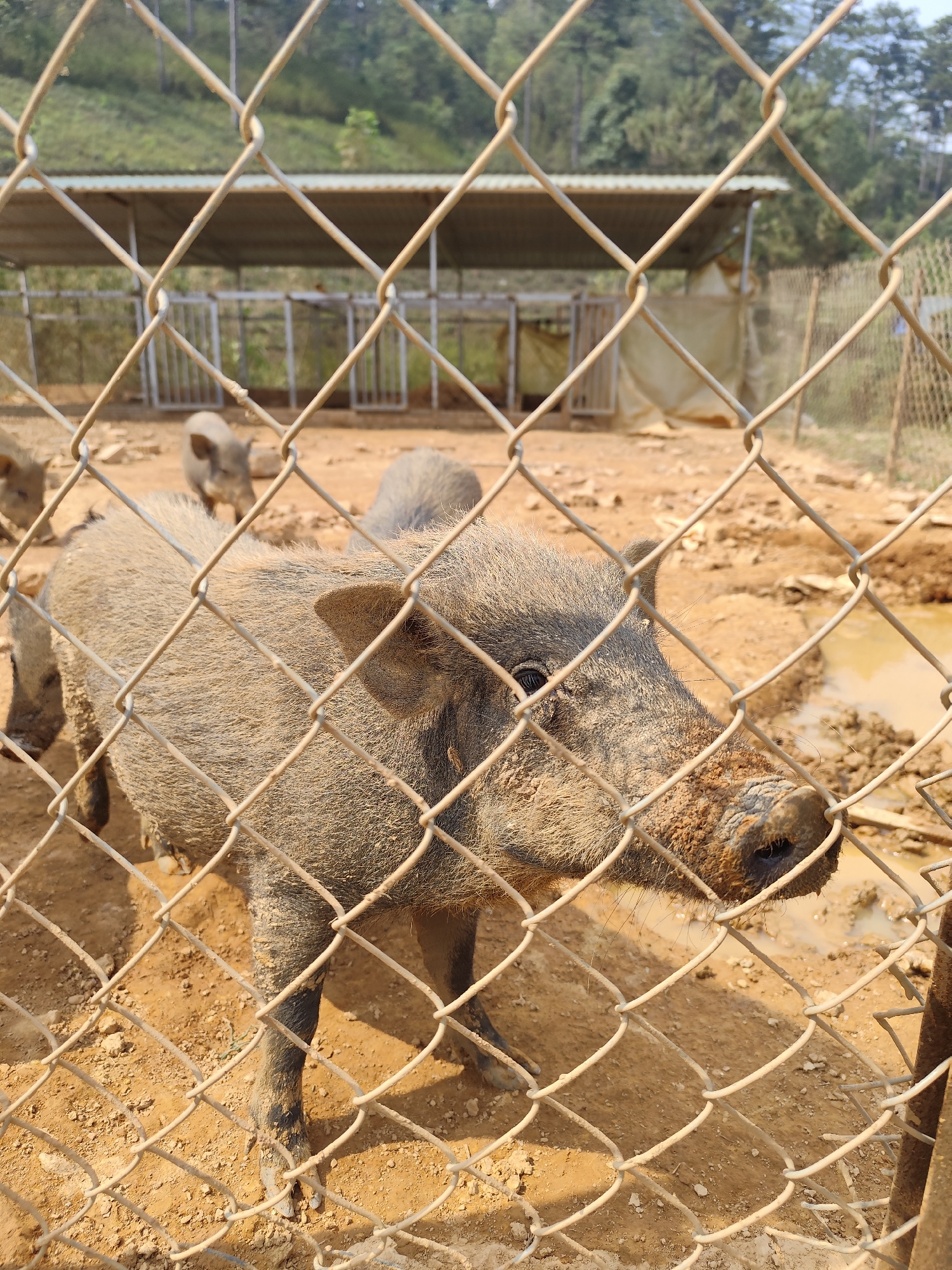 A medium-close shot shows a pig inside a fenced enclosure. The pig is gray and covered in dirt, with mud on its snout. It stands behind a chain-link fence. Several other pigs are in the background within the enclosure. The ground is dirt and mud. The enclosure has a shelter with a metal roof. A hillside with trees is visible in the background. The image was taken in Lạc Dương, Vietnam.