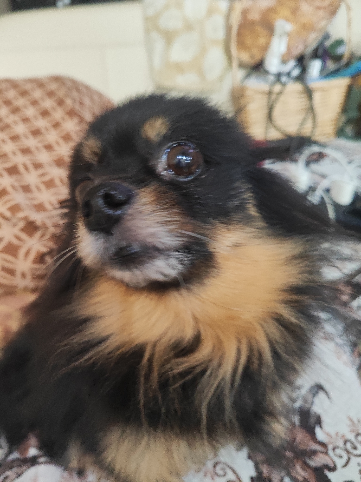 A close-up, slightly blurred photograph captures a small, long-haired dog with striking black and tan fur. The dog's face is the primary focus, positioned off-center to the left. It has expressive, round, dark brown eyes that reflect light, giving them a glossy appearance. Its small, black nose is prominent, and delicate white whiskers extend from its muzzle. The tan markings are visible around its eyes, cheeks, and chest, contrasting with the dominant black fur. The dog's overall expression appears gentle and observant.
The dog is resting on a patterned fabric, possibly a cushion or blanket, which has a warm, earthy tone with a geometric or floral pattern. The background is significantly out of focus, suggesting a shallow depth of field. Vague shapes and colors indicate an indoor setting, likely a home. Distinguishable but blurry elements in the background include what appear to be woven baskets and various household items, suggesting a cluttered yet lived-in environment. The lighting is soft and even, characteristic of an indoor setting, and no specific time of day is discernible. There is no visible text in the image. The location context provided for this image is Sochi, Russia.