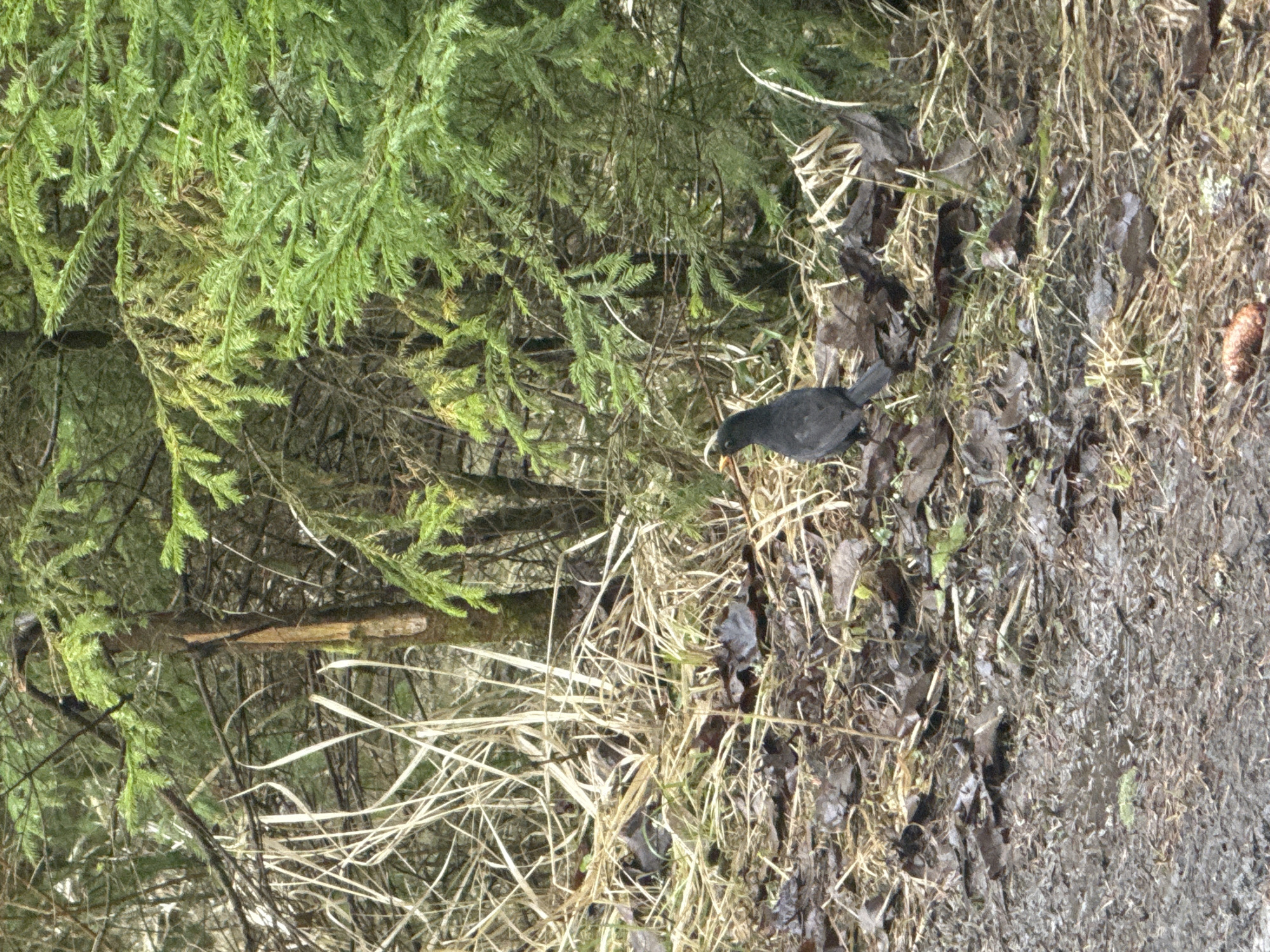 A blackbird with a yellow beak is standing on a patch of dry grass, leaves, and dirt in a wooded area near Toksovo, Russia. A conifer tree is visible to the left. A small muddy path runs along the right side of the frame.
