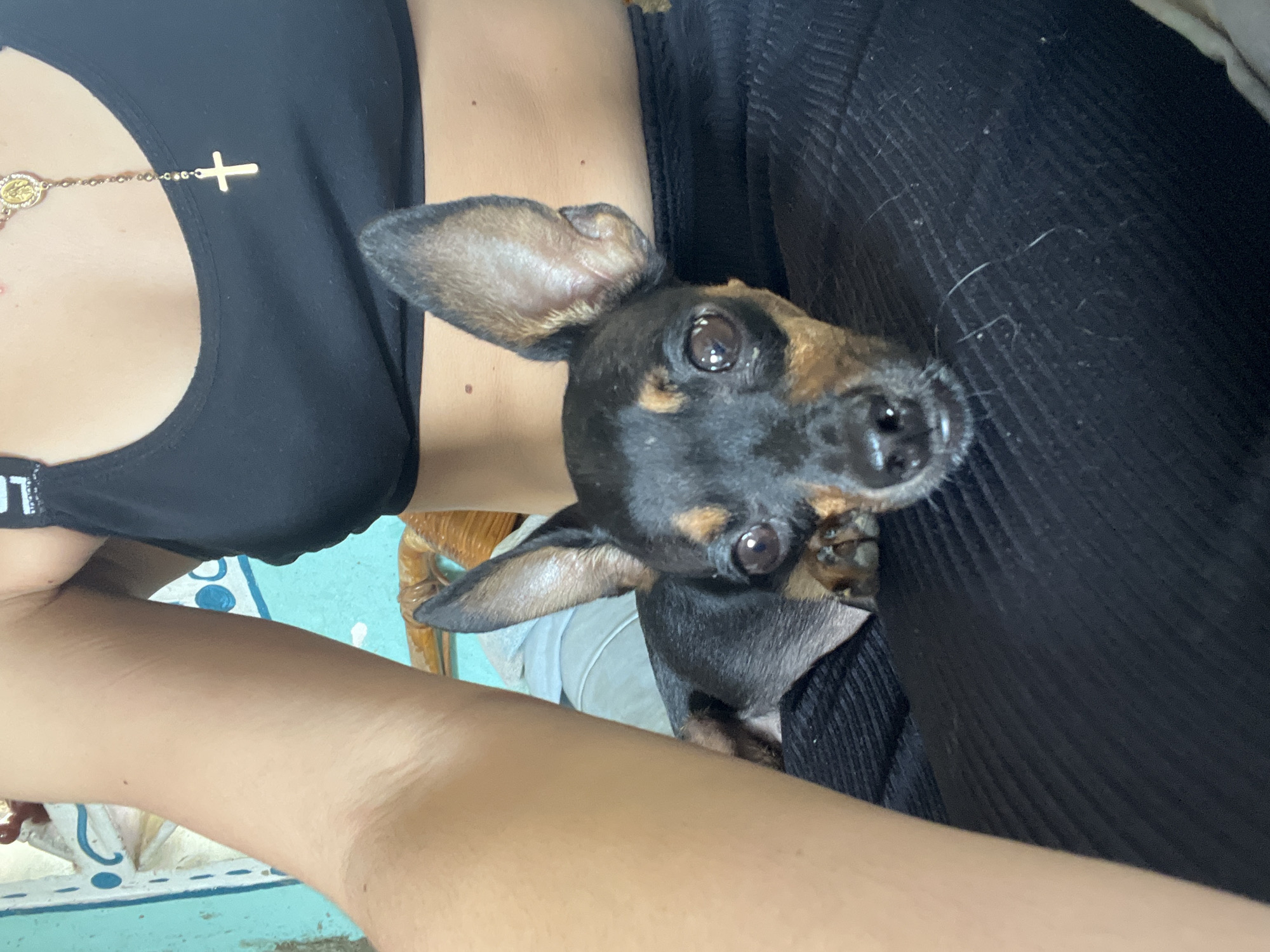 A close-up, vertical, eye-level shot shows a Miniature Pinscher resting on the lap of a person. The dog, primarily black with tan markings, is positioned in the foreground. Its head is turned slightly towards the viewer, with large ears perked up and dark eyes looking forward. The dog's snout is resting on the person's black, ribbed clothing.
The person, whose left arm and torso are visible on the left and in the upper right, is wearing a black sports bra or crop top. A gold rosary with a cross pendant is visible around the person's neck. The background is out of focus, but hints of a blue wall with decorative patterns and a woven texture suggest an indoor domestic setting in Juan Griego, Venezuela. The lighting is bright, indicating daylight.