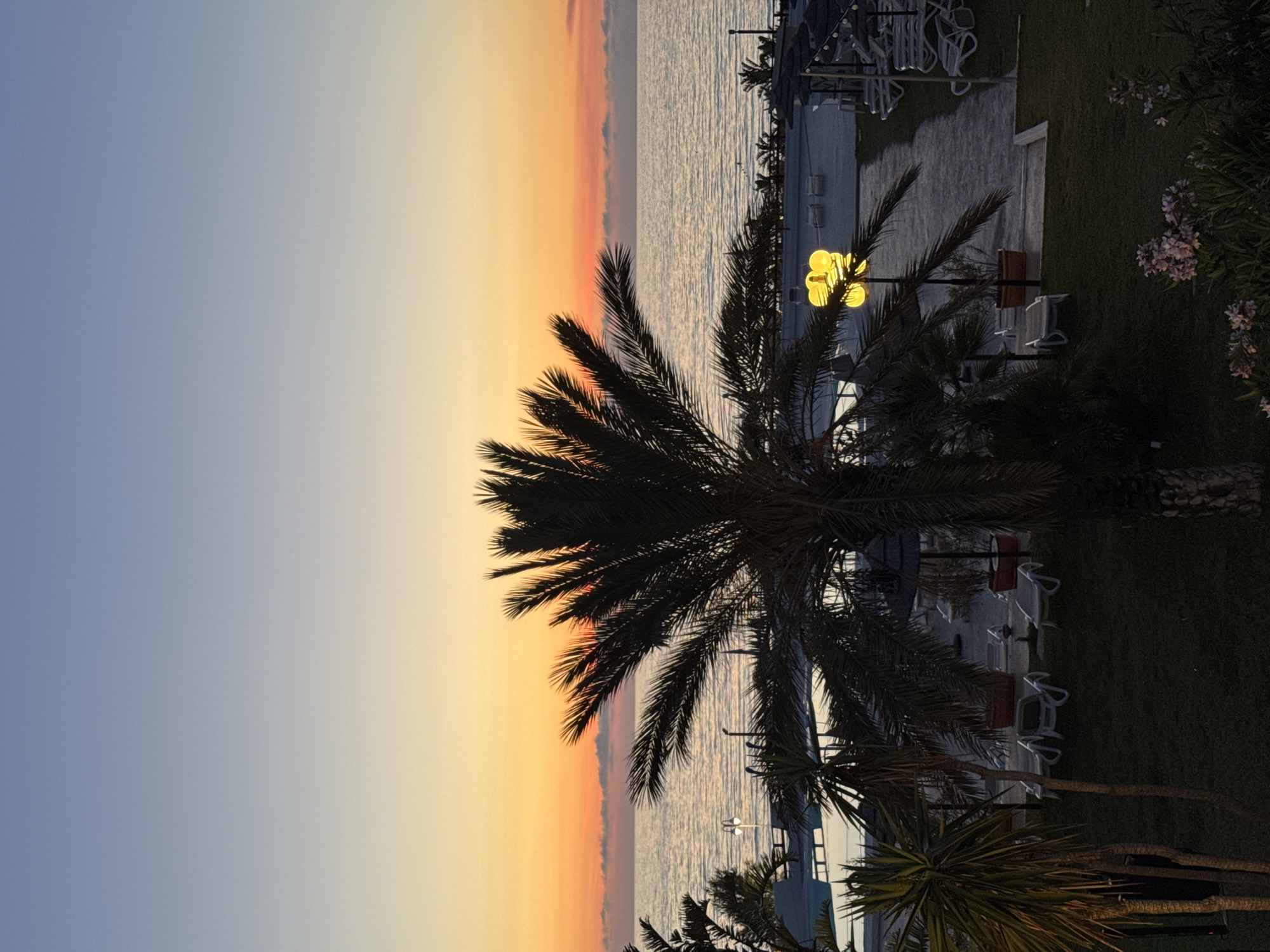 The image depicts a peaceful coastal scene in Isola delle Femmine, Italy, captured during either sunrise or sunset. The sky exhibits a serene gradient, transitioning from a soft blue at the top left to warm orange and yellow tones along the horizon. Below the colorful sky, a calm body of water, likely the Mediterranean Sea, stretches out, reflecting the fading light with gentle ripples.
In the foreground and midground, several prominent palm trees are silhouetted against the bright backdrop, their fronds detailed in dark contrast. To the right, beneath the palm trees, there's a paved area alongside a well-maintained grassy lawn. Numerous white lounge chairs or sunbeds are arranged on the grass and pavement, some possibly under umbrellas, indicating a resort or beachfront hotel setting. A streetlamp in the mid-ground emits a bright yellow glow, illuminating its immediate surroundings. Additional dark shrubs and bushes, some bearing light pink flowers, are visible on the far right, contributing to the lush coastal vegetation.
There are no people visible in the scene, and no discernible text. The overall atmosphere is tranquil and serene, highlighting the beauty of the twilight hour over the sea.