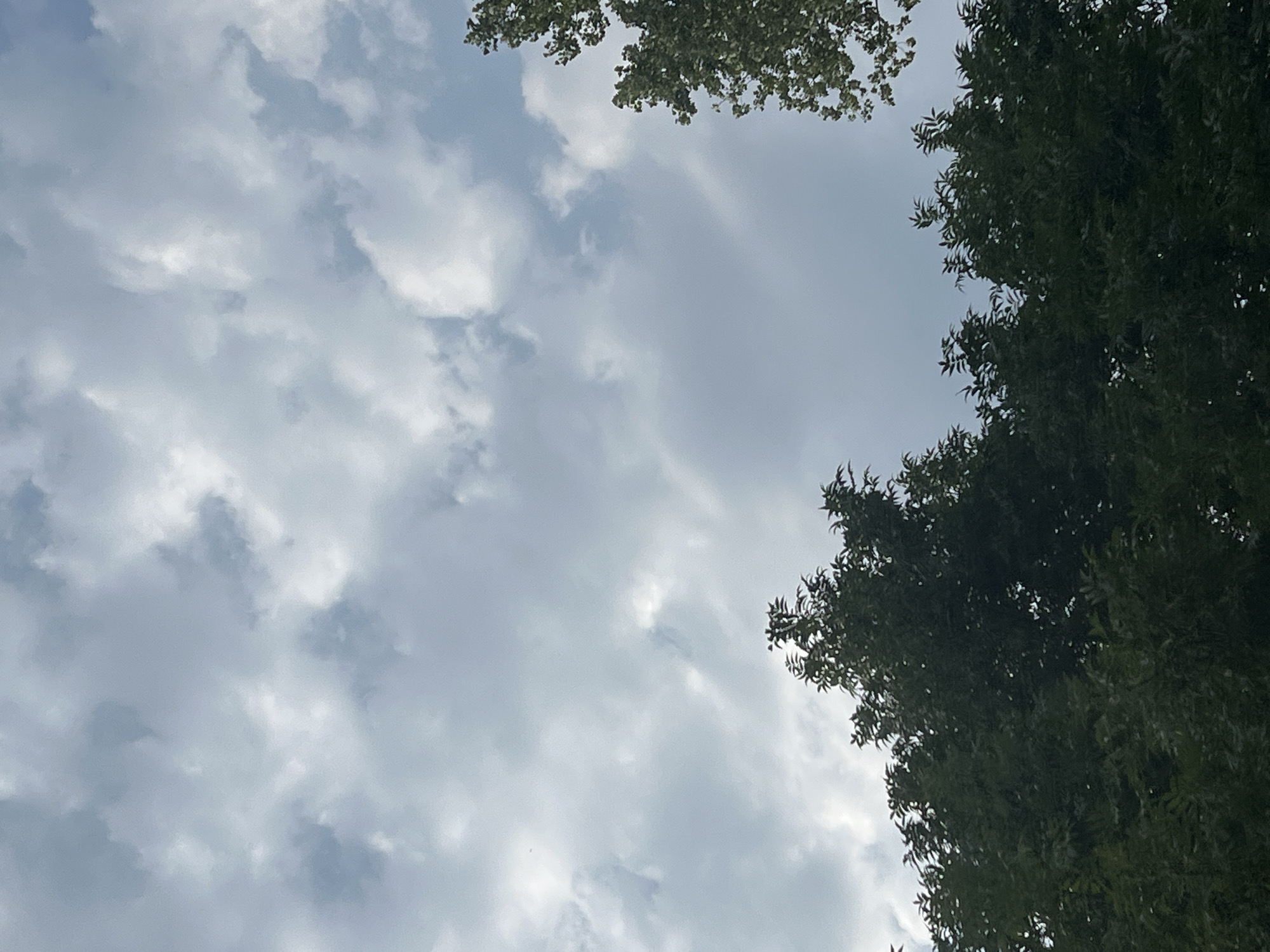 The image shows a sky with clouds and the tops of trees. The clouds are white and gray, and the sky is a light blue. The trees are dark green, and their leaves are dense. The image appears to be taken from a low angle, looking up at the sky. The location in Warsaw, Poland is not provided in the image or the crops.