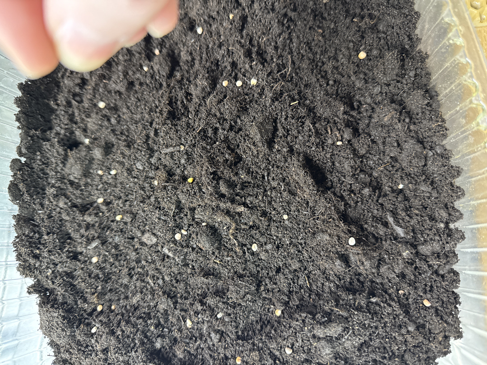 A close-up, high-angle shot shows dark soil scattered with numerous small, round, beige seeds. In the upper left corner, a small portion of a finger is visible, slightly out of focus. The soil appears moist and clumpy, and the seeds are sparsely distributed across the surface. The image is contained within a clear plastic container.