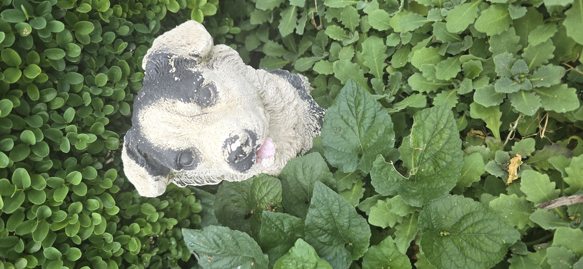 The image displays a weathered garden ornament, specifically a statue resembling an animal's head, likely a dog or badger. The statue is primarily off-white with black markings around its eyes and snout, and a small pink tongue protrudes from its mouth. Its surface shows signs of age and weathering, suggesting it's made of concrete or stone.
The animal statue is nestled amongst lush green foliage in what appears to be an outdoor garden or natural setting in Govedare, Bulgaria. Two distinct types of plants are visible. To the left of the statue, there is a dense cluster of small, uniform, bright green, oval-shaped leaves, forming a compact groundcover. To the right and below the statue, the foliage consists of larger, somewhat heart-shaped or oval leaves with visible veins, alongside smaller leaves with serrated edges and a slightly fuzzy texture. Some of these larger leaves show minor wear or imperfections.
The image is a static shot with no activity taking place. The lighting suggests it is daytime, possibly under natural light or a bright, overcast sky, as there are no harsh shadows. There is no visible text in the image.