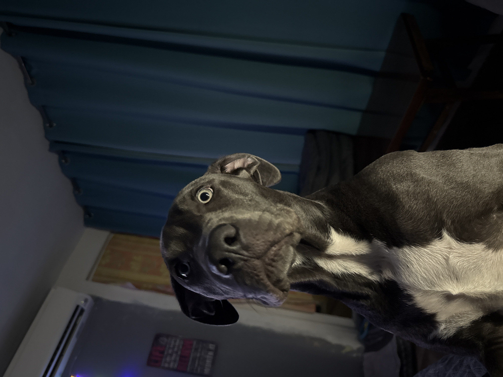 A low-angle photograph shows a dog, primarily gray with white markings on its chest, looking directly down at the camera. The background includes a blue textured surface, possibly a window covering or wall decoration, with a portion of a chair visible in the upper right corner. In the lower left, there is an air conditioning unit and a sign with text that is partially obscured. The scene's location is indiscernible.