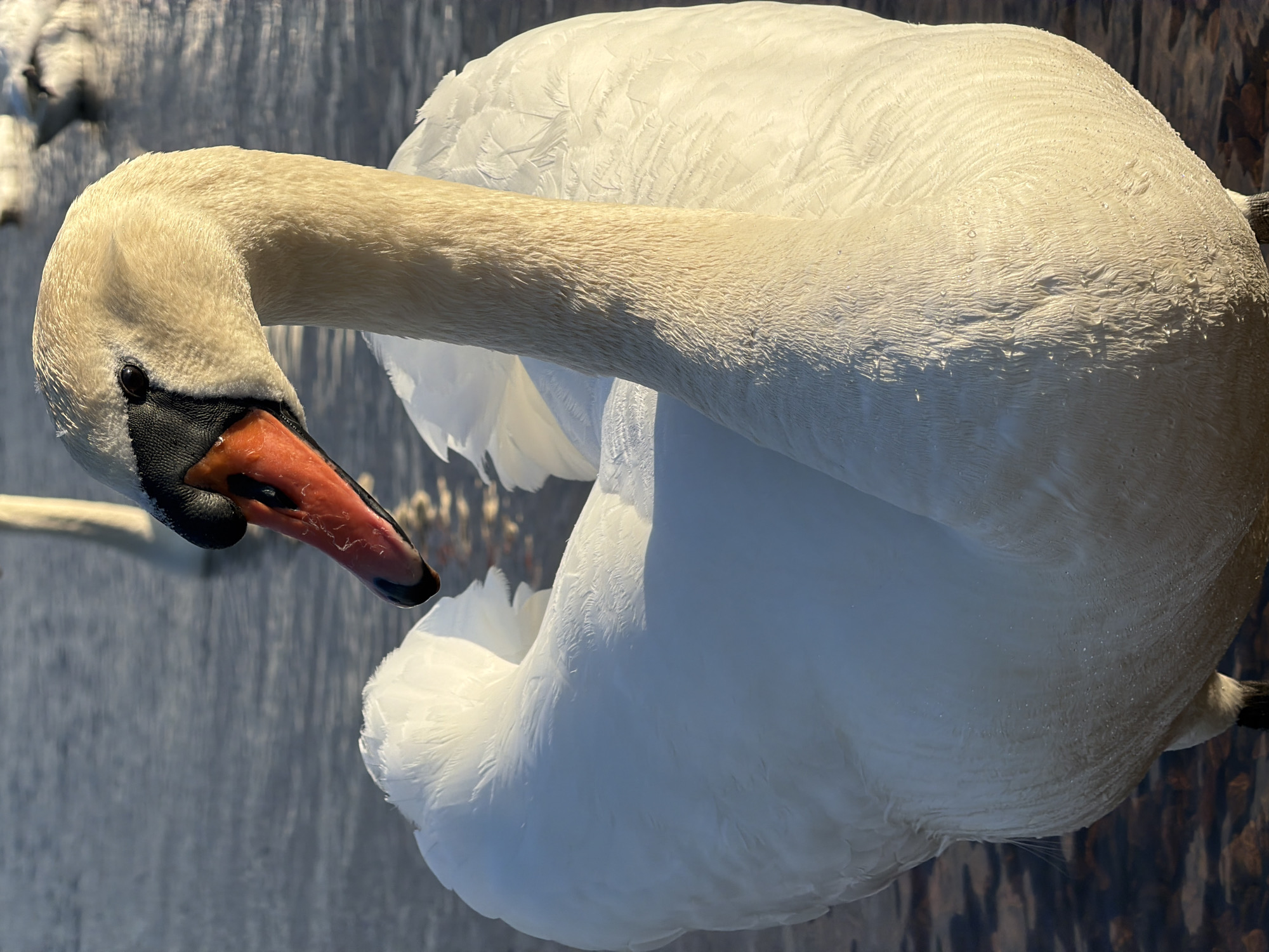The image depicts a mute swan (Cygnus olor) from an elevated, close-up perspective. The swan has a long, curved neck, white plumage, and a distinctive black and orange beak. The swan is likely in the water, as suggested by the muted gray and brown background that might depict a water surface. Considering the location context, it is likely to be the city of Riga, Latvia, possibly a body of water in or near the city.