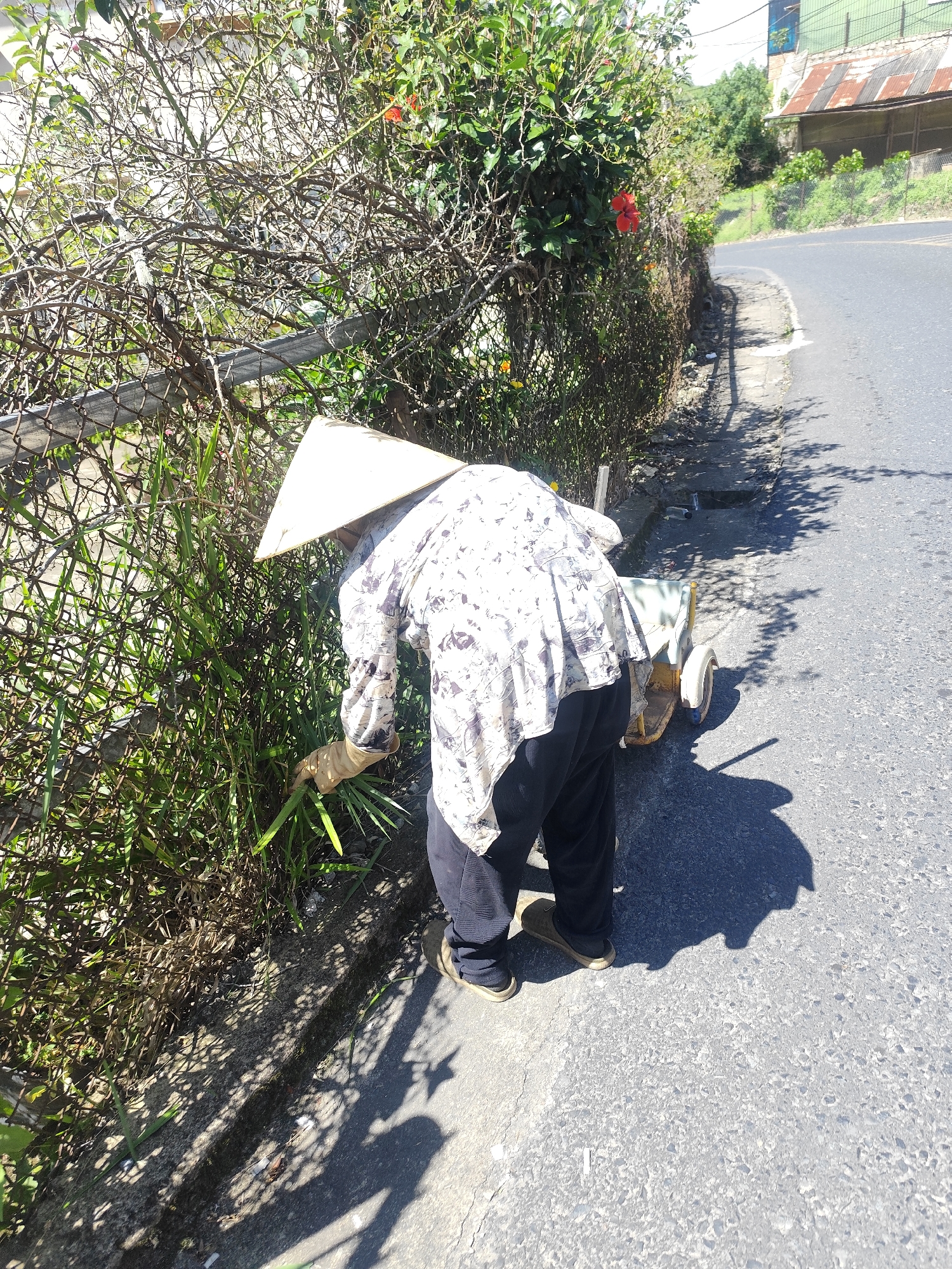 A person wearing a conical hat and a patterned shirt is tending to vegetation next to a chain-link fence. The person is wearing dark pants and appears to be wearing gloves and tan-colored footwear. A small, two-wheeled cart is positioned behind and to the right of the person. The scene is outdoors, with a paved road visible to the right. The vegetation is dense and appears to be along the side of the road, which curves to the right and ascends a gentle slope. In the background, there are trees and buildings, one with a corrugated metal roof. This image depicts a scene that could be found in a residential or semi-rural area of Da Lat, Vietnam, likely along a roadside where vegetation management is occurring.