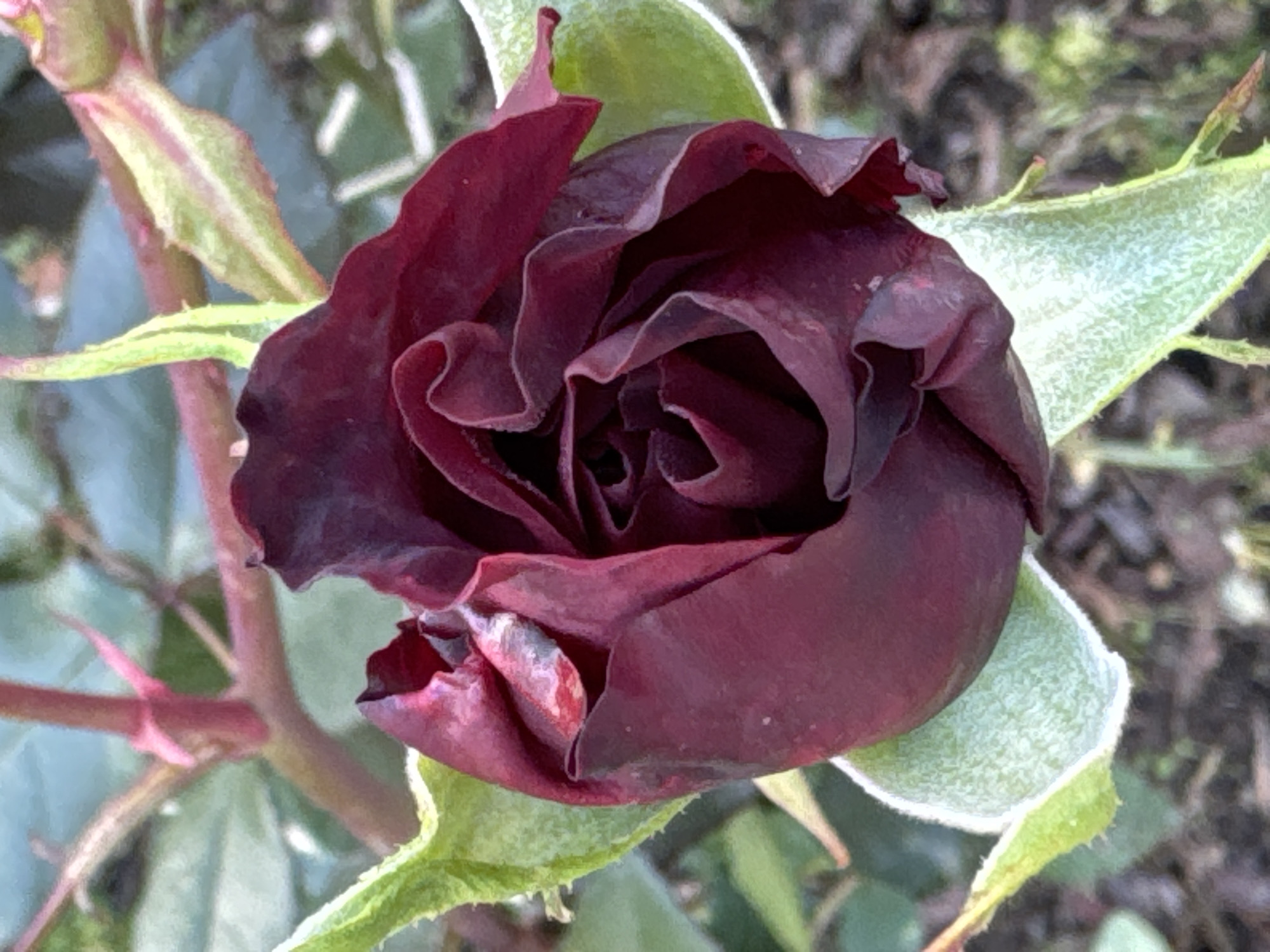 A close-up, slightly blurred photograph shows a dark red rose bud with tightly furled petals. The rose is surrounded by green leaves, some of which are dusted with a light frost. The background is a blur of greenery and dark soil, suggesting an outdoor garden setting. The image appears to be taken in Steklyannyi, Russia.
