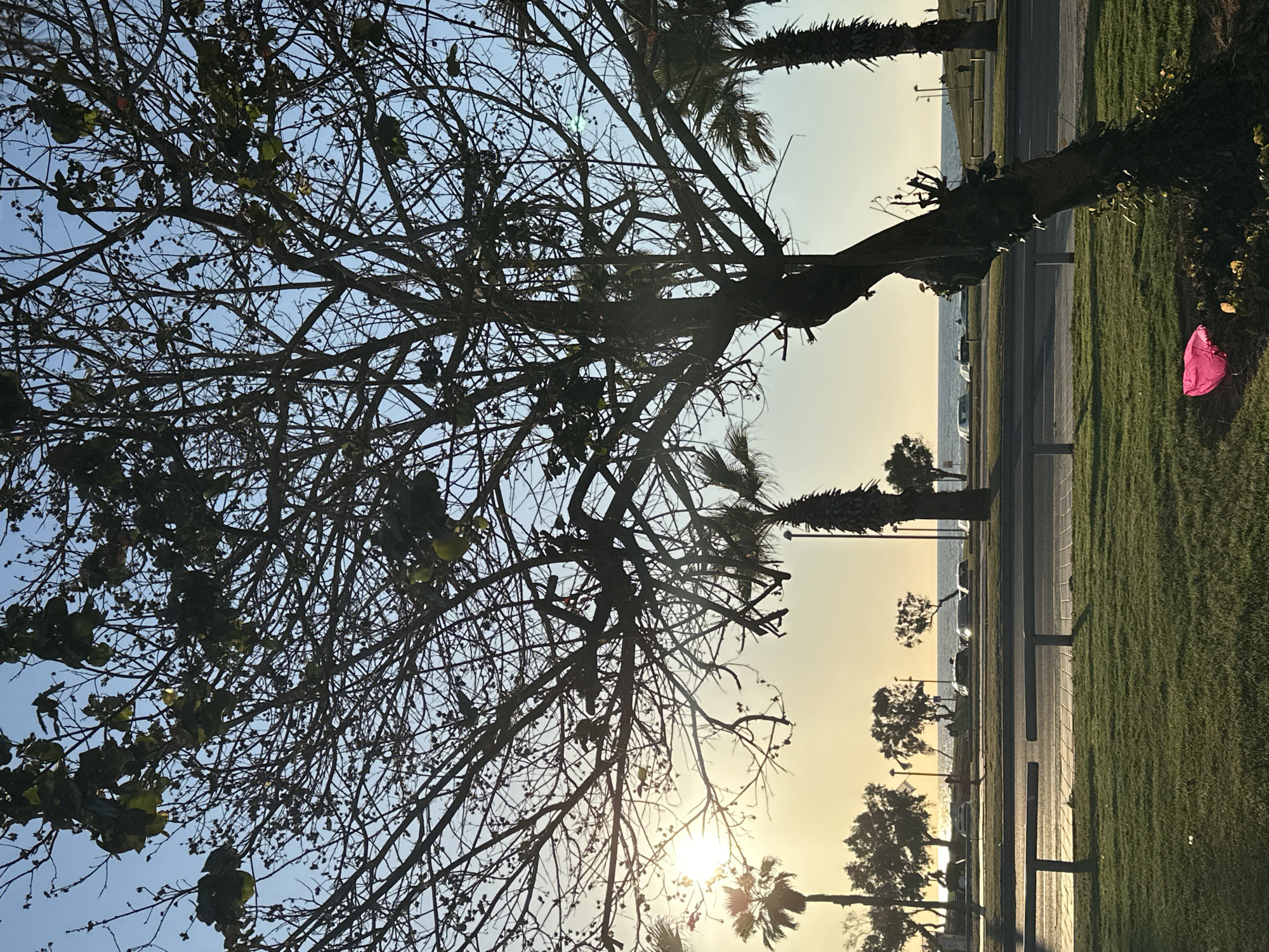 This image captures a serene coastal landscape, likely during sunrise or sunset, in Tel-Aviv, Israel. A large, dark-silhouetted tree with numerous bare branches and sparse green leaves dominates the left and central foreground, its intricate network of branches stretching across the sky. The low sun is visible through the branches in the mid-right, casting a bright golden light that shimmers on the distant sea.
The sky transitions from a warm yellow-orange at the horizon to a clear light blue overhead. Several palm trees, also in silhouette, are visible further back and to the right, adding to the coastal ambiance. In the midground, a paved road or promenade runs parallel to the sea, with what appear to be parked cars visible along its edge. To the right of the road, a neatly manicured grassy area extends. A distinct, bright pink, crumpled object, possibly a plastic bag, rests on this grassy patch in the bottom right corner. No specific activity is depicted, and there is no visible text. The overall scene conveys a tranquil moment by the sea with the soft glow of the sun.