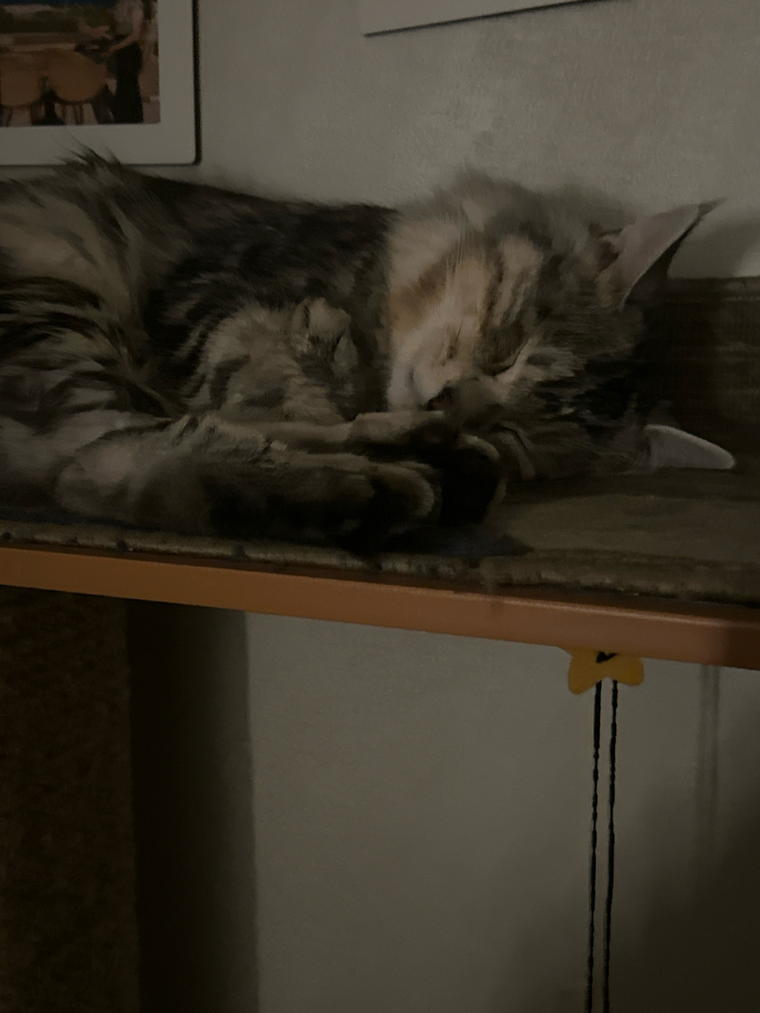 A long-haired tabby cat is sleeping curled up on a shelf. The cat is mostly grey and brown with some lighter patches on its face. Its eyes are closed, and its paws are tucked underneath its body. The shelf appears to be made of wood and has a carpeted surface. In the background, a framed picture can be seen on the wall. The lighting in the image is dim.