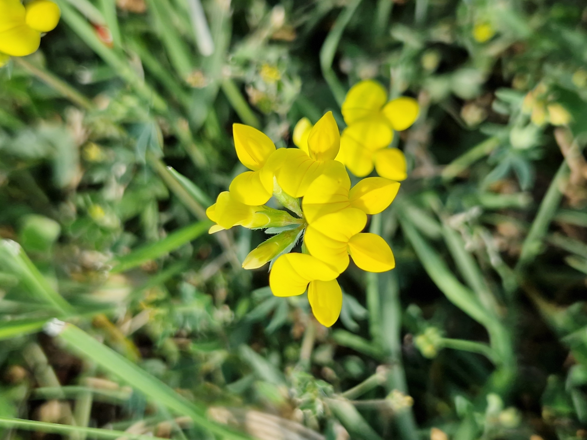 A close-up, high-angle, shallow depth of field photograph captures a cluster of small, vibrant yellow flowers with green stems and buds. The flowers have a unique, almost butterfly-like shape, with multiple petals. They are nestled amidst lush green foliage, which appears slightly blurred in the foreground and background, suggesting an outdoor setting. The lighting indicates it is daytime, with soft shadows. The image's composition focuses heavily on the floral subject, with the background providing a natural green context. There are no people or man-made objects visible in the frame. This scene is consistent with natural flora that could be found in various green spaces, such as parks or gardens within the city of Sofia, Bulgaria, for instance, in the vicinity of the National Palace of Culture (NDK) park or the Borisova Gradina park.