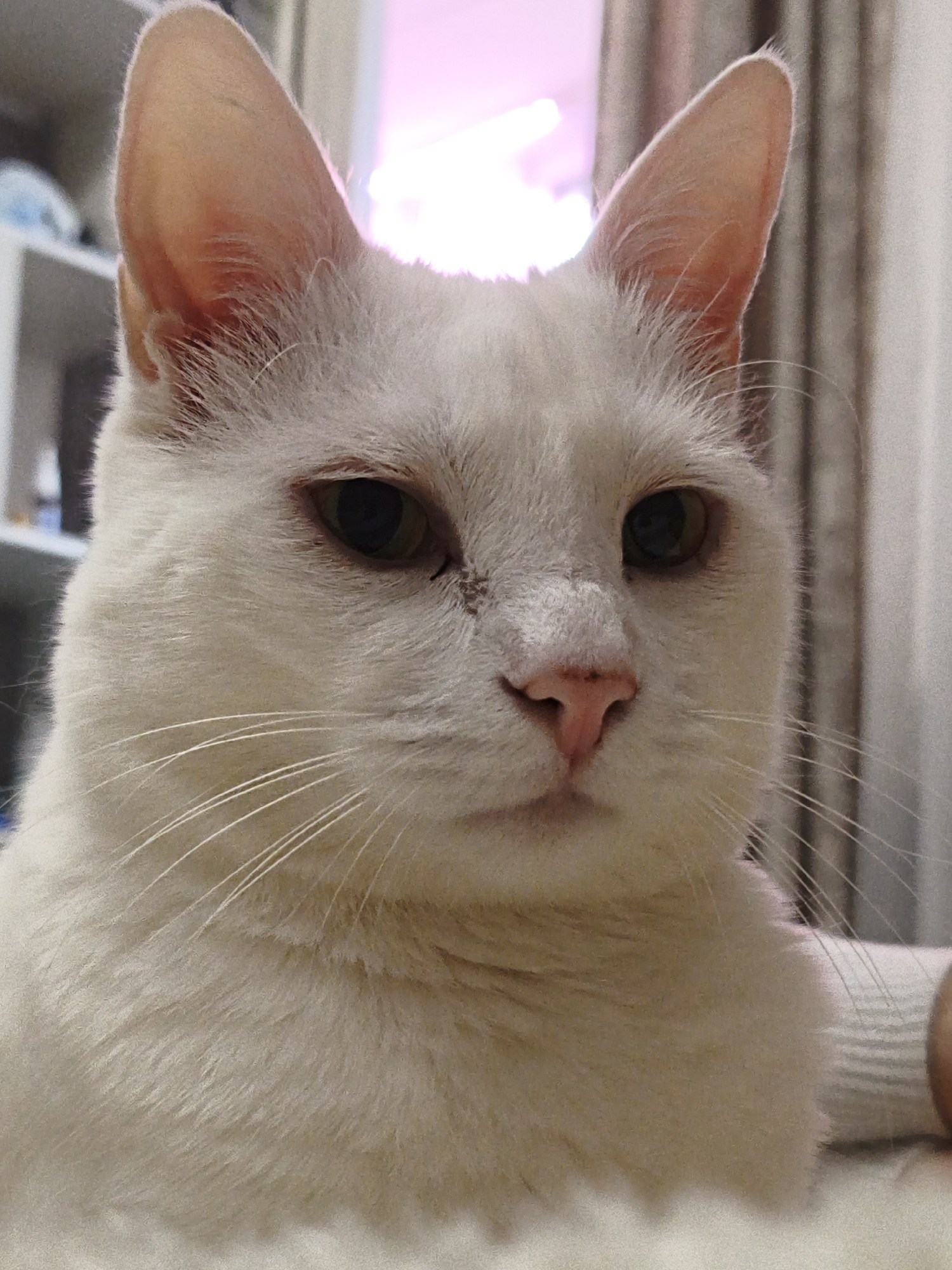 A close-up shot features a white cat with light pink ears and nose. The cat has short white fur and relatively large eyes that are a dark, muted green-brown. The cat is centered in the frame, with its head and chest visible. Background elements include a blurred section of white shelving on the left and neutral-toned curtains on the right. A pinkish hue suggests the presence of light coming from behind the cat. The location is not identifiable as Sevastopol, Ukraine from the visual data provided.