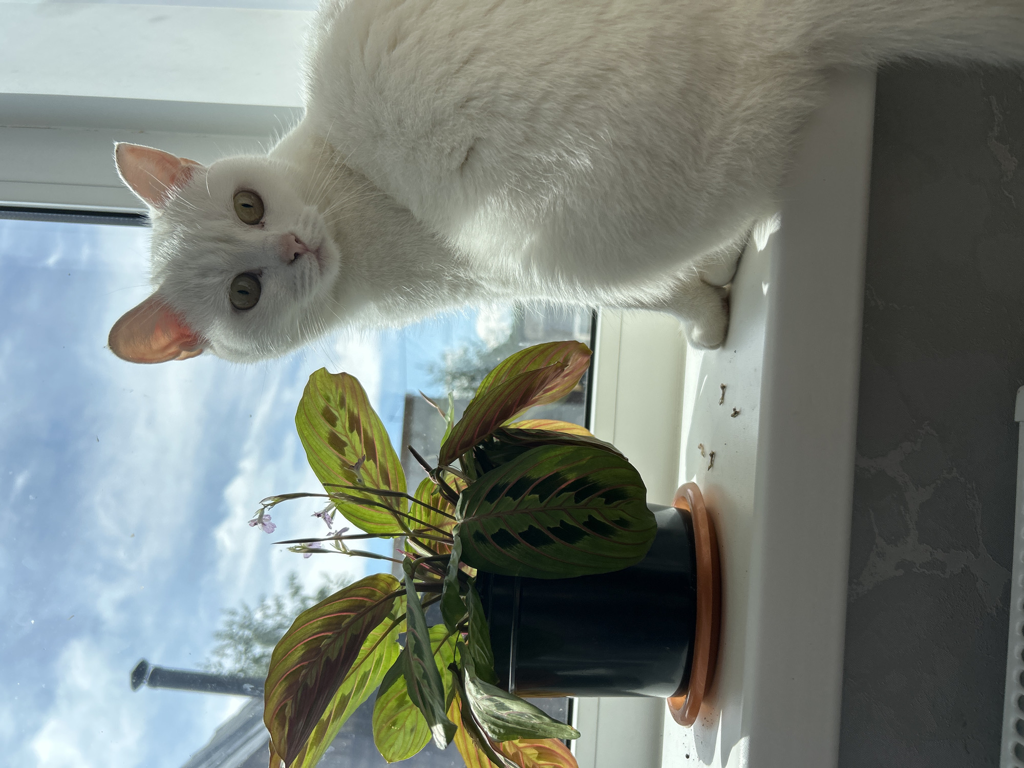 An indoor scene from Chaikovsky, Russia, shows a fluffy white cat peeking over a bright white windowsill, looking directly at the viewer. The cat has light green eyes and pink inner ears, with its pristine white fur reflecting the bright sunlight. Its body is mostly visible, with a paw resting on the sill.
Next to the cat, on the same windowsill, is a potted plant. This plant features striking dark green leaves with prominent reddish-pink veins and patterns. Several small, delicate purple flowers are blooming amidst its foliage. The plant is in a black pot, which rests on a terracotta-colored saucer. Scattered on the white windowsill around the plant are small, dark specks of debris, possibly dried leaves or soil.
Beyond the window, a clear blue sky with soft white clouds is visible, indicating a sunny daytime setting. Sunlight streams into the room, brightly illuminating the cat and plant, and casting some shadows. To the right of the windowsill, a wall covered in subtly patterned, light grey wallpaper can be seen. There is no visible text in the image.