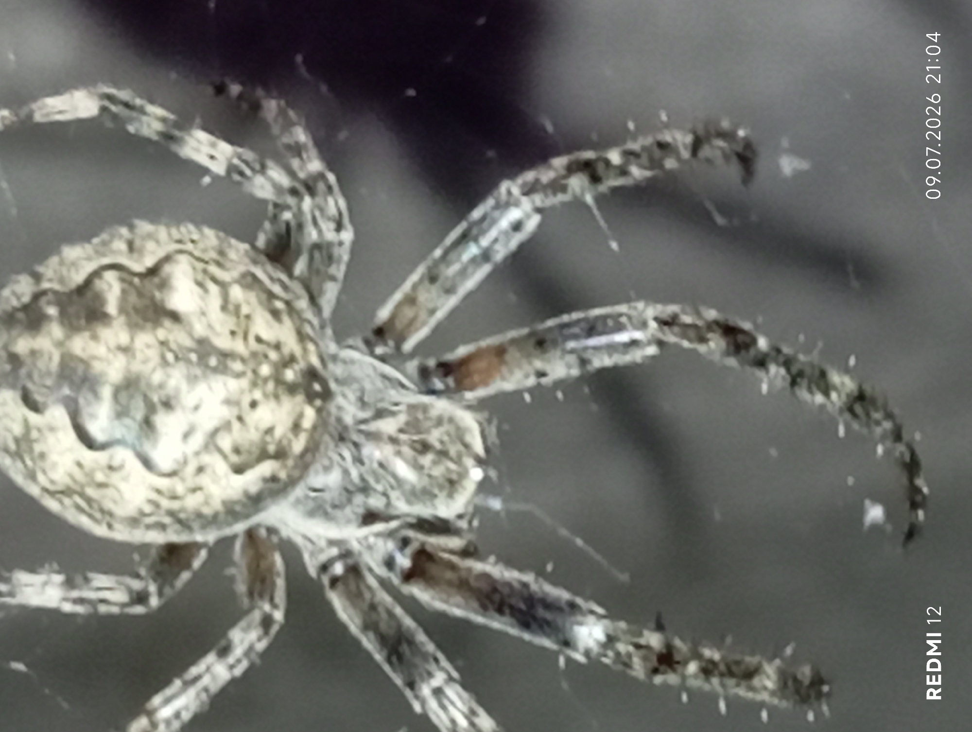 The image is a close-up, macro photograph of a spider. The spider is primarily visible from its dorsal side, showcasing its abdomen and cephalothorax. The abdomen is rounded and features a complex, mottled pattern of light and dark grey, with distinct darker markings that create a somewhat symmetrical design. The cephalothorax, which connects to the abdomen, is also textured and appears lighter in color. Multiple legs of the spider are visible, extending outwards. These legs are segmented and appear hairy, with alternating dark and light banding. Some fine spider silk is visible in the foreground and around the spider. The background is dark and out of focus, providing a stark contrast to the spider, which is the clear subject. The bottom left corner of the image displays the text "REDMI 12" and the bottom right corner shows the date "09.07.2026 21:04". There is no indication of the city of Smila, Ukraine, within the image itself.