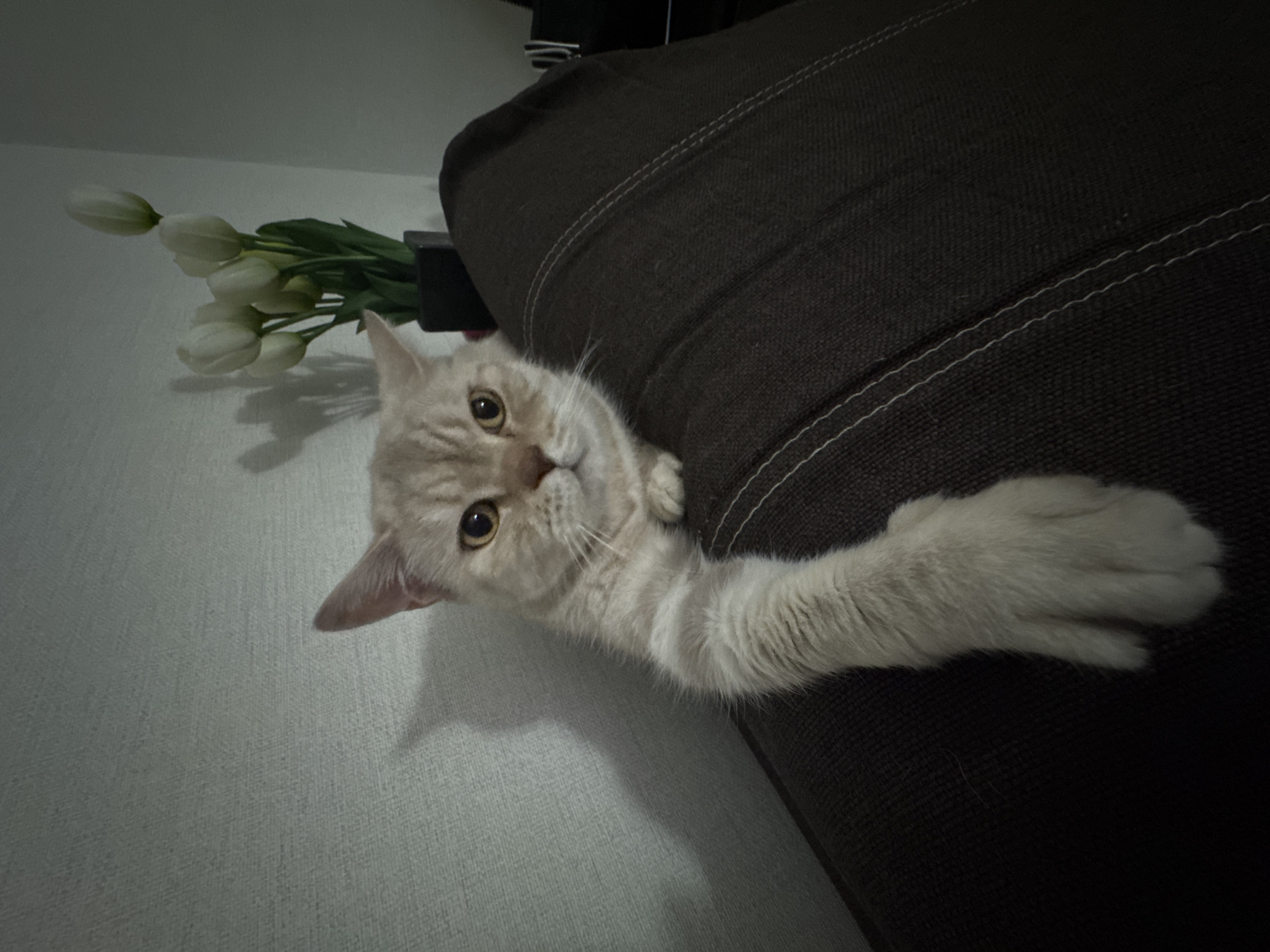 A light-colored cat peers over the edge of a dark brown couch, extending one paw towards the viewer. A bouquet of white tulips rests on a surface to the left of the cat. The background wall is a textured off-white color. The location is inferred from the prompt.