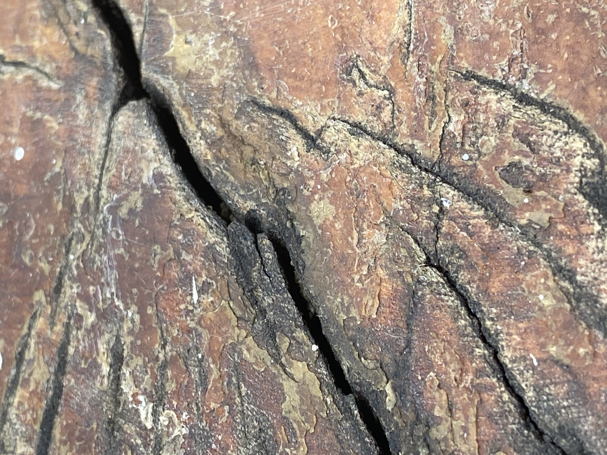 This is a close-up, macro photograph of weathered and cracked wood. The texture is rough and uneven, with deep fissures running through the surface. The wood has a reddish-brown hue with darker, almost black, striations and lighter, yellowish-tan areas. Small, white specks, possibly dust or debris, are visible on the surface. The lighting casts shadows that emphasize the texture and depth of the cracks. The image captures the intricate details of natural decay and aging. This image was taken in Da Lat, Vietnam.