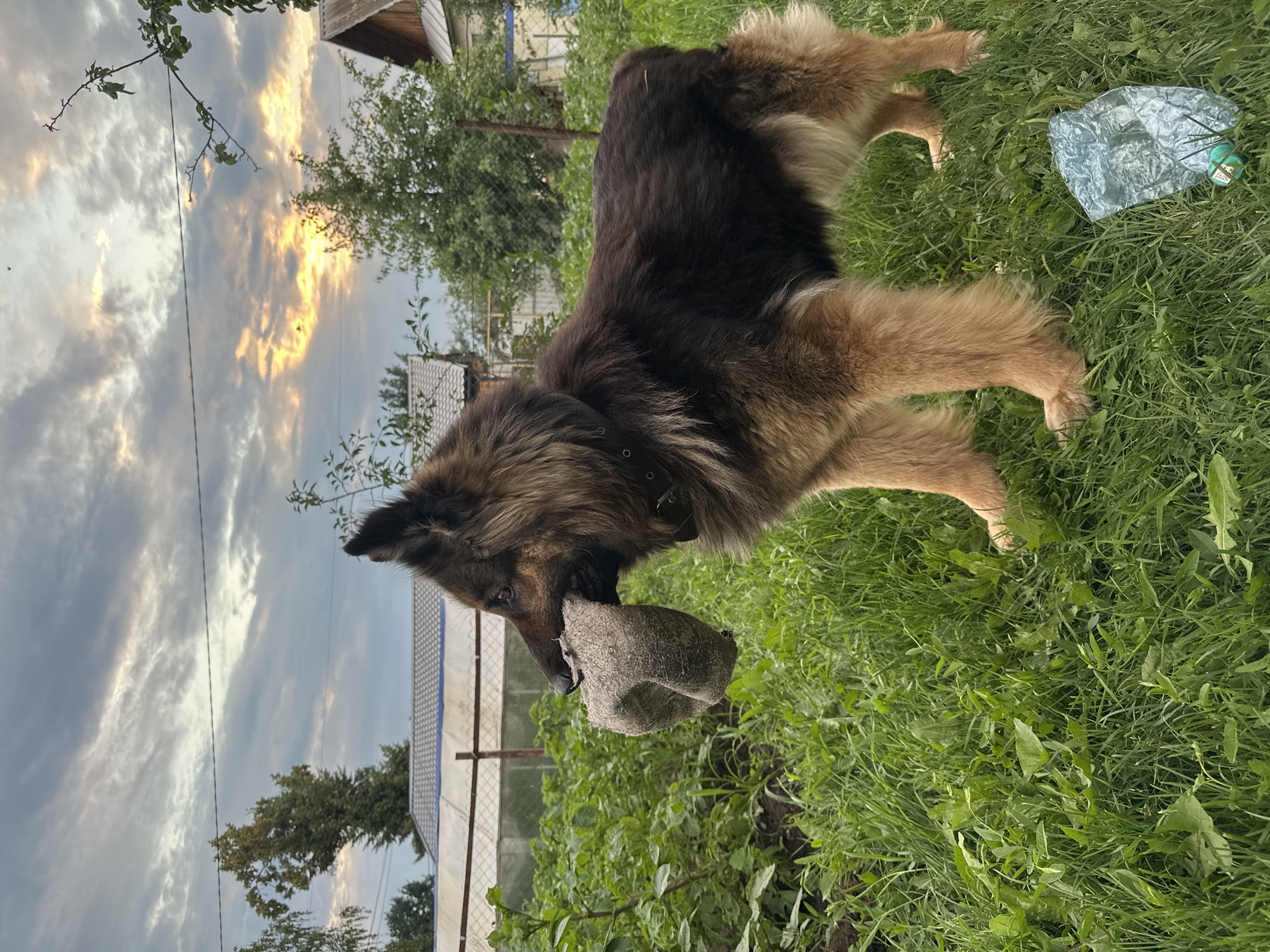 A German Shepherd dog stands in tall green grass, holding a grey fabric toy in its mouth. The dog is positioned in profile, facing left, with its head slightly lowered. Its fur is a mix of black, brown, and tan. In the background, there are several residential buildings with pitched roofs, some of which appear to be made of wood. A greenhouse structure with a white roof is visible behind a fence in the mid-ground. Trees and foliage are scattered throughout the scene. The sky above is cloudy with hints of orange and yellow, suggesting either sunrise or sunset. A crushed blue plastic bottle with a green cap lies in the grass to the right of the dog. The overall setting appears to be a rural or suburban backyard in Chaikovsky, Russia.