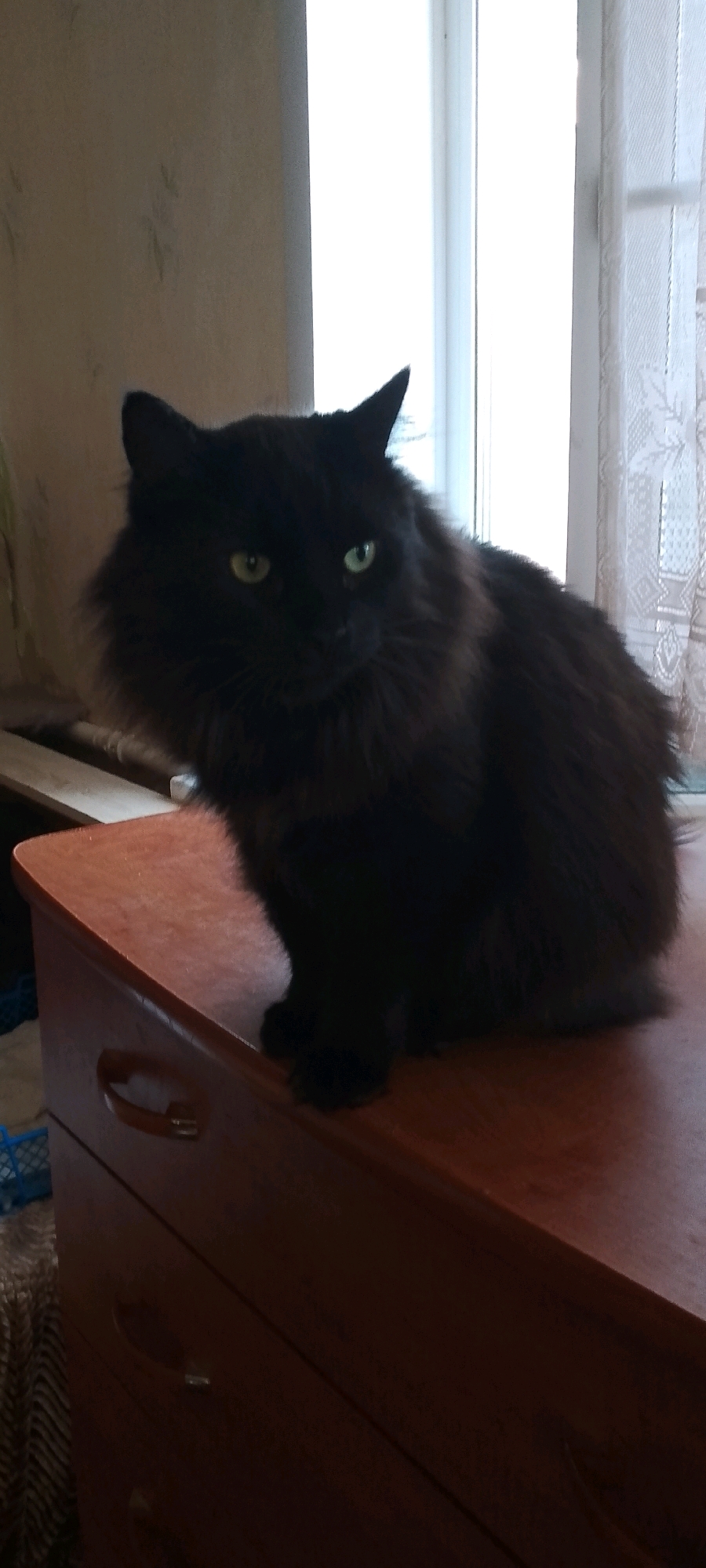 A fluffy black cat with green eyes sits on top of a dark brown wooden dresser. The dresser has three drawers, each with a silver pull. The cat is facing slightly to the right, looking towards the camera. Behind the cat, a window with sheer white curtains is visible. The room appears to be indoors, possibly a bedroom. The image does not provide specific details about the city of Belgorod, Russia, or any activities occurring there.