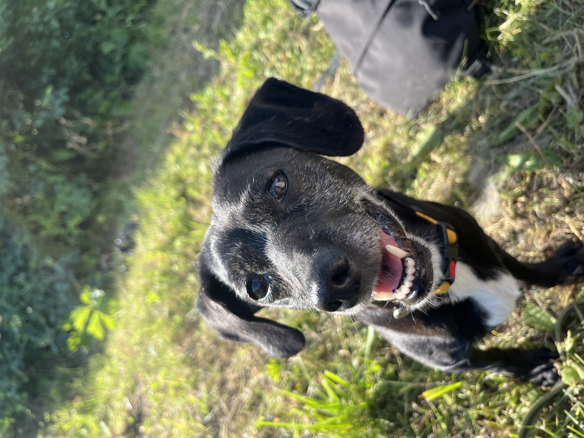 This media file features a close-up, Dutch-angle shot of a medium-sized black and white dog. The dog is looking directly up at the camera with its mouth open, panting and showing its teeth and pink tongue. It has floppy black ears, one of which is partially obscuring its face. The dog has graying fur around its muzzle and a white patch on its chest. It is wearing a collar with yellow and red accents.
The dog is outdoors, with lush green grass and some dry vegetation visible in the background. The lighting suggests it is daytime, likely sunny, as indicated by the bright highlights and shadows. The overall setting appears to be a natural environment, possibly a park or a backyard. The focus is primarily on the dog's face, with the background being slightly blurred, creating a shallow depth of field. The dog's expression is one of excitement or exertion, typical of a dog enjoying outdoor activity. There is a dark, out-of-focus object in the upper right corner of the frame, which could be a bag or backpack. No visible text is present in the image. The location context provided is Nizhny Tagil, Russia.