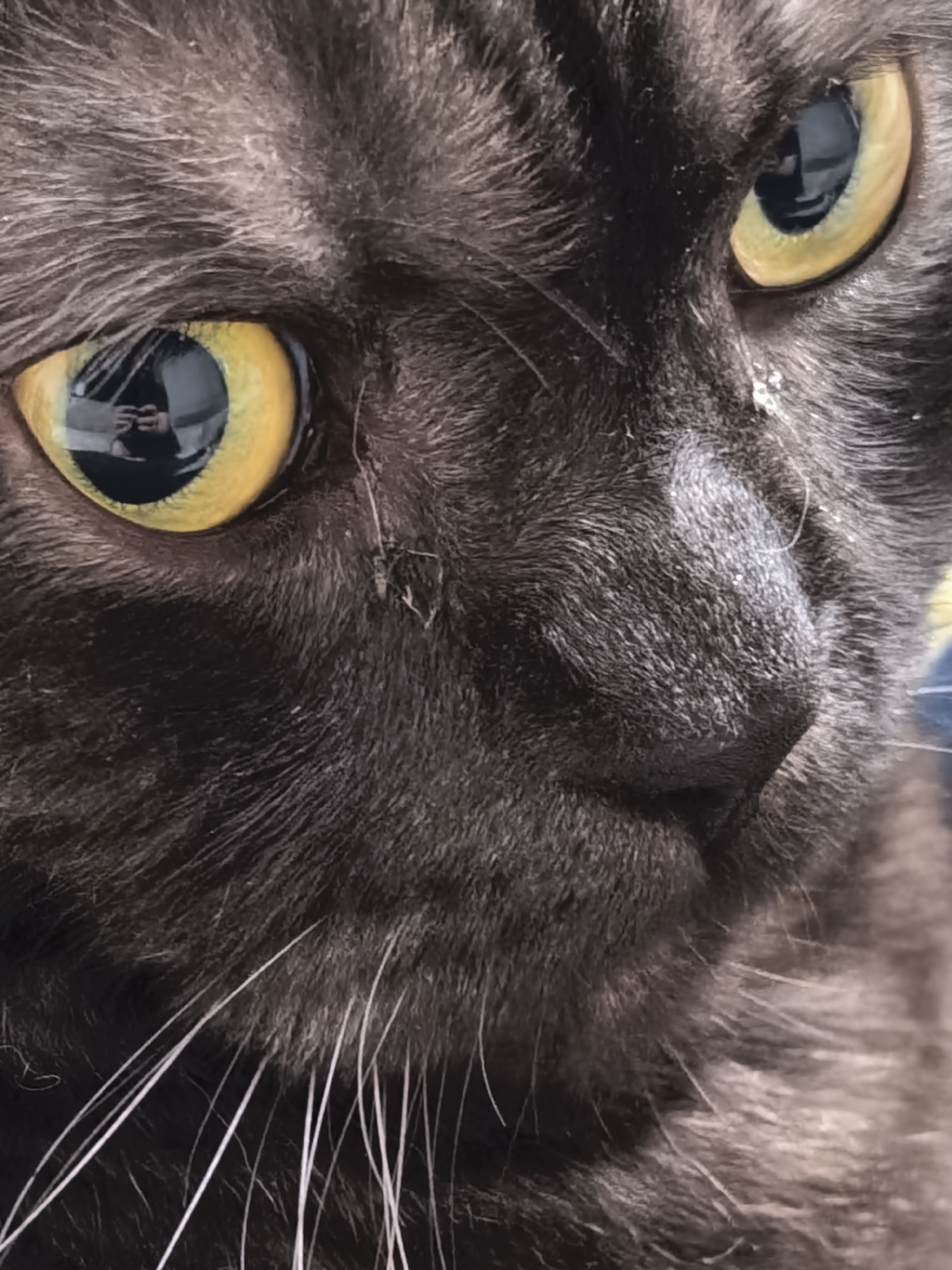 A close-up, shallow-depth-of-field photograph shows the face of a black cat, with a focus on its right eye and surrounding fur. The cat's fur is dark and appears somewhat fluffy. The cat's right eye is large and bright yellow, with a dark pupil. The iris of the eye is clearly visible, and a reflection of a camera or phone lens can be seen within the pupil, showing a black object with silver details. The cat's nose is dark and slightly textured. The fur around the nose and eyes has some fine white or light-colored hairs. There are a few small, white, speck-like objects visible on the fur, particularly near the nose and around the right eye. The background is blurred and dark, with a hint of blue on the right side of the image. The overall impression is an intimate portrait of a domestic feline. The location in the city of Unknown, Unknown is not applicable to this image as it is a close-up of a cat.