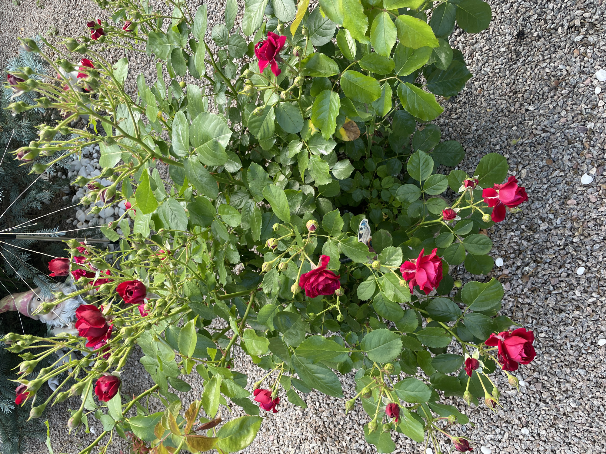 This media file shows a close-up, overhead view of a rose bush with dark red flowers and many buds, planted in a garden bed covered with small, gray gravel. The lighting suggests it is daytime, likely sunny, given the shadows and the bright illumination of the leaves. The scene is set outdoors, with the gravel area indicating a prepared garden or pathway.
The primary subjects are the roses, which are the focus of the image. The bush is lush, with vibrant green leaves and thorny stems. Several fully bloomed red roses are visible, along with numerous tightly closed buds, suggesting the bush is in its prime blooming season. The variety of roses appears to be a darker shade of red, with some having a velvety texture.
In the background, to the left of the rose bush, a portion of a garden gnome is visible. The gnome has a white beard and is wearing a pointed hat. Adjacent to the gnome are some blue-green, needle-like branches, possibly from a conifer tree, and a white, open, umbrella-like structure, possibly a decorative garden element or part of a larger garden feature.
There is no discernible activity or event taking place; the image is a static capture of a garden scene. Notable details include the high density of rose buds, the contrast between the dark red flowers and green leaves, and the textured gravel ground cover. The overall mood is peaceful and natural, characteristic of a well-maintained garden. No text is visible in the image. The location context provided is Kobeliaky, Ukraine.