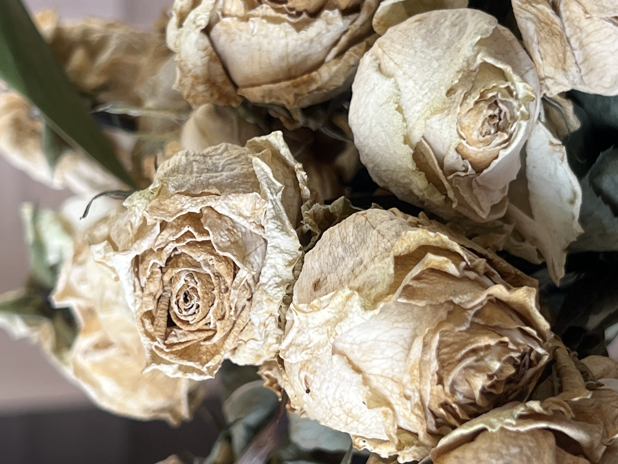 A close-up shot features a bouquet of dried roses. The roses are predominantly cream and brown, with petals that are dried and textured. There are green stems and leaves visible among the roses. The environment appears to be indoors.