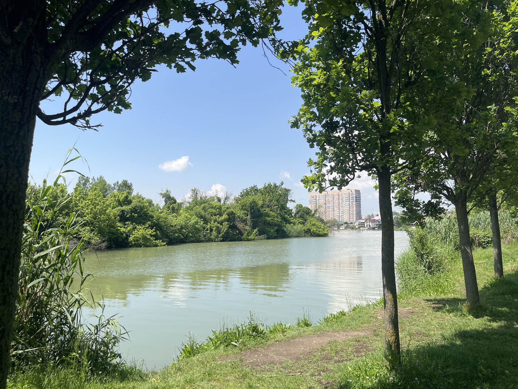 The image depicts a waterfront scene in Krasnodar, Russia. A body of water, likely a section of the Kuban River or a canal, occupies the central view. Lush green vegetation, including trees and reeds, lines both banks. A multi-story residential building is visible in the background on the far bank. The foreground consists of a grassy area with trees along the near bank, providing a partial frame for the scene. The sky is light blue with few clouds, indicating a sunny day.