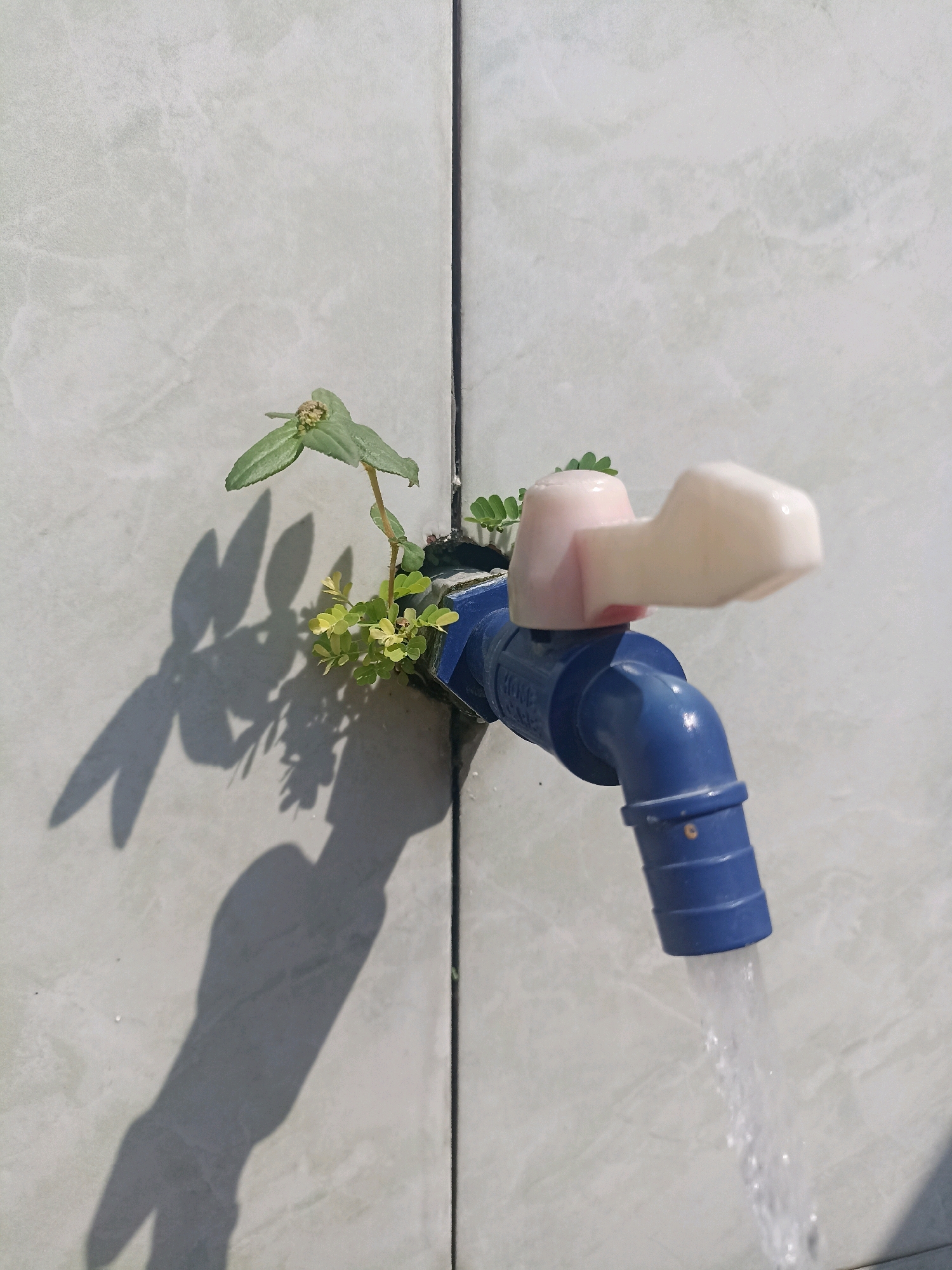 A blue faucet is installed on a tiled wall, with a small plant growing out of the grout line near its base. Water is flowing from the faucet, creating a stream that falls downwards. The faucet has a light pink and white handle. The wall is composed of light-colored tiles with a subtle pattern. The scene appears to be outdoors, as indicated by the strong shadows cast by the plant and the faucet on the wall. The image does not contain any individuals or suggest any specific location within Takeranklating, Indonesia.