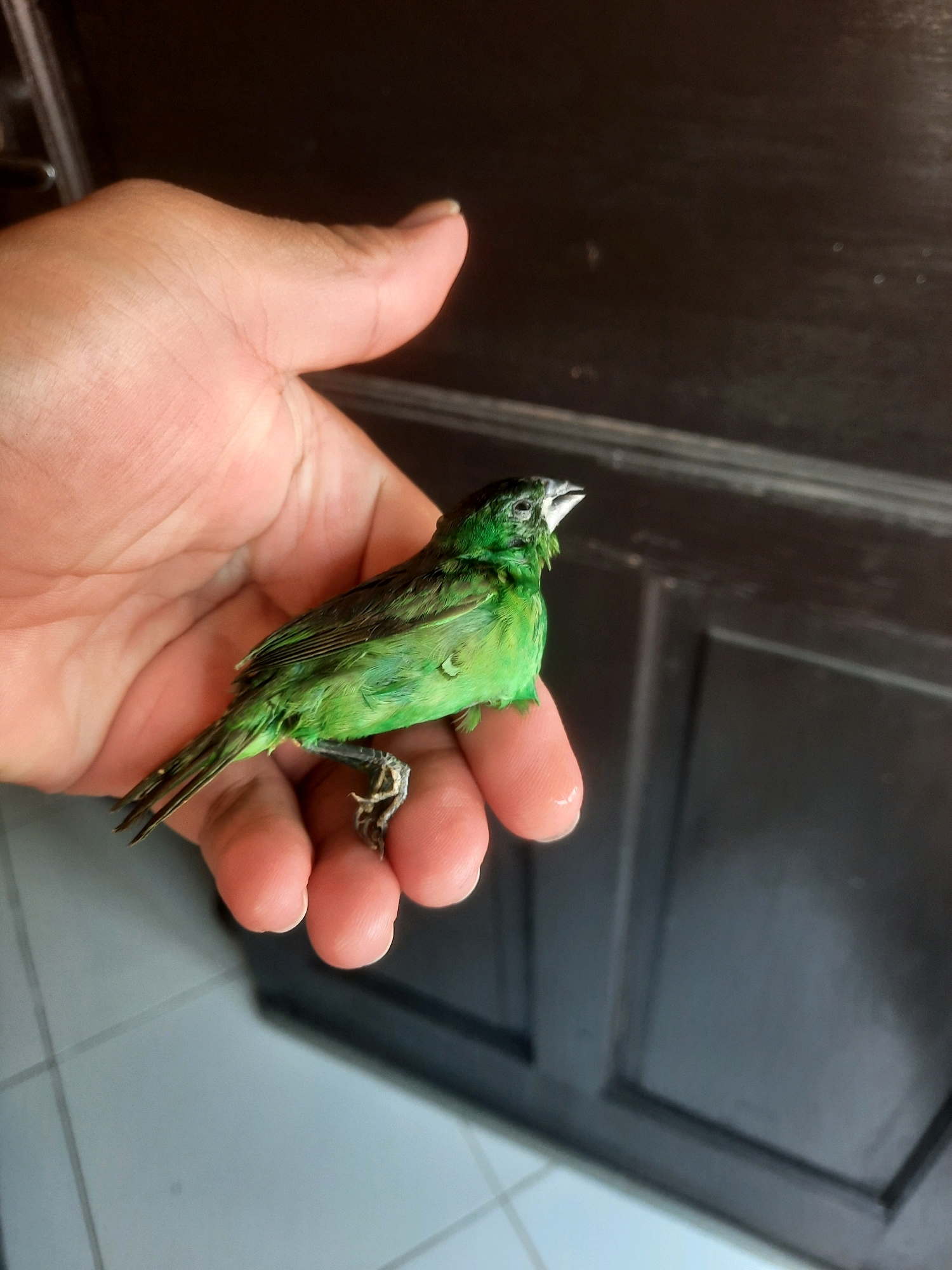 A small, green bird is held in a person's cupped hand. The bird appears to be wet and possibly injured, with its feathers slightly ruffled. Its head is turned to the right, and its beak is open. The person's hand is light-skinned and appears to be resting on a tiled surface. In the background, a dark brown door or cabinet is visible. The scene appears to be indoors or in a sheltered outdoor area. The location is not specified in the image.