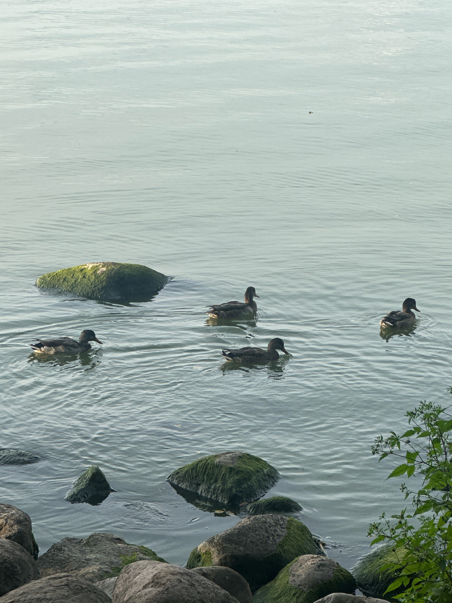 This is a photograph taken from a slightly elevated perspective, looking down at a body of water with several ducks swimming. The water has a gentle ripple and reflects the overcast sky, appearing pale gray-blue. In the foreground, large, moss-covered rocks are partially submerged along the edge of the water, creating a natural shoreline. Further out in the water, there are several more rocks, some entirely submerged and others with mossy tops peeking out. Five ducks are visible, swimming in scattered formation. They are dark brown or black with some lighter markings. The overall scene suggests a natural setting, likely a lake or riverbank within the Ждановіцкі сельскі Савет, Belarus, characterized by its rocky edges and calm waters. A sprig of green foliage is visible in the lower right corner, adding a touch of organic life to the composition.