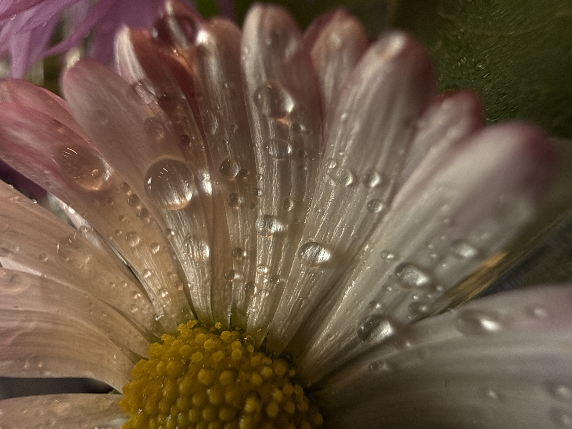 A close-up, low-angle, macro photograph captures a dew-covered daisy, with some petals tinged with pink. The daisy's yellow center is prominent in the left portion of the frame, with numerous water droplets scattered across its white and pink petals. The background is blurred, showing hints of other flowers, including a purple one on the right and green foliage. The image appears to be taken outdoors, possibly in a garden or park. No specific location in Chaikovsky, Russia can be determined from the image.