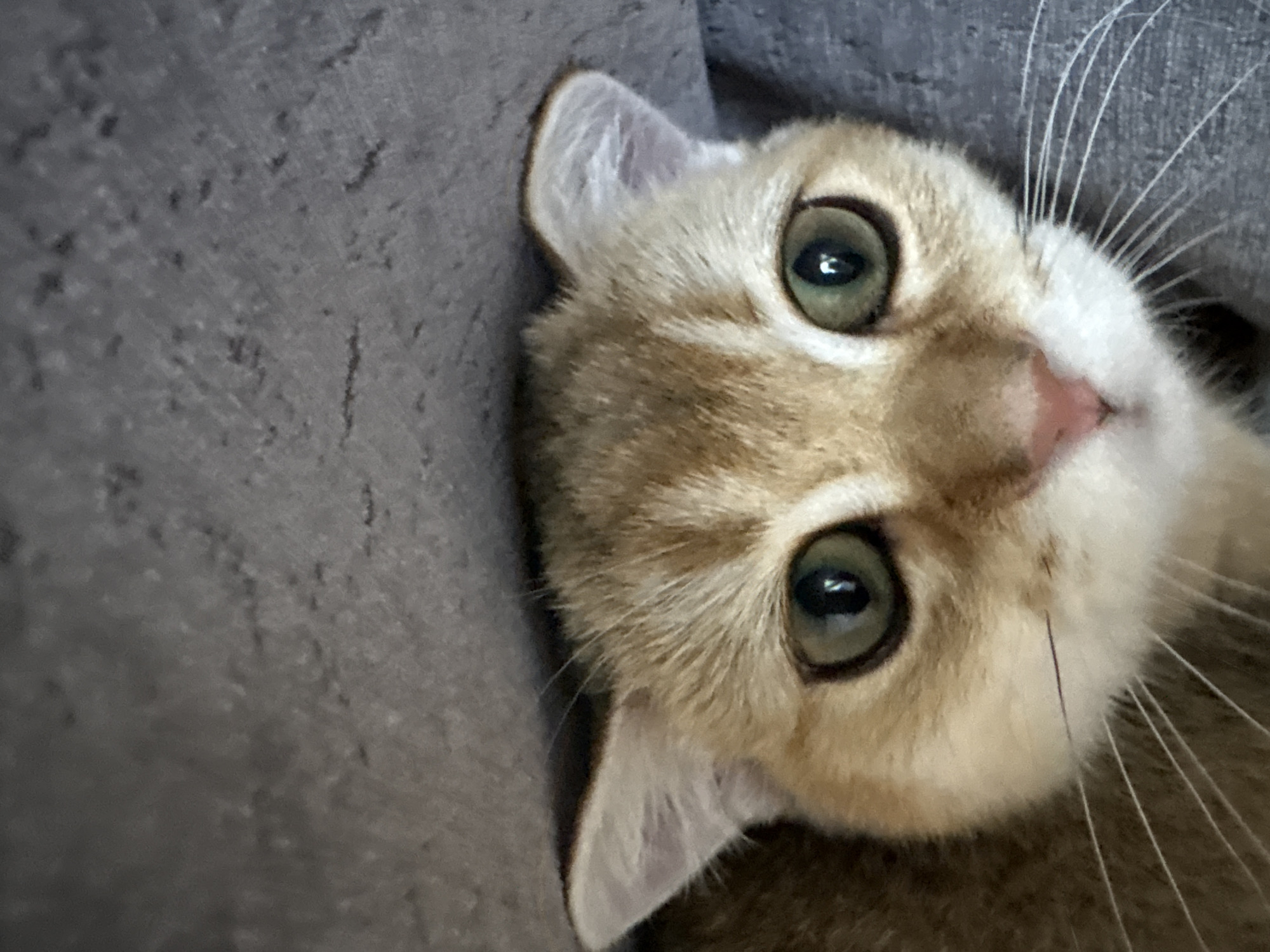 The image is a close-up, eye-level shot of a golden-brown kitten's face. The kitten is peeking out from under a gray textured surface, likely a blanket or piece of furniture. Its large, green eyes are wide open and focused directly on the camera. The kitten has white fur around its mouth and nose, with delicate white whiskers fanning out. Its ears are small and pointed, with some lighter fur visible on the inside. The background is a mottled gray surface with subtle textures and variations in tone. There is no information within the image to suggest a specific location in Bönnigheim, Germany.